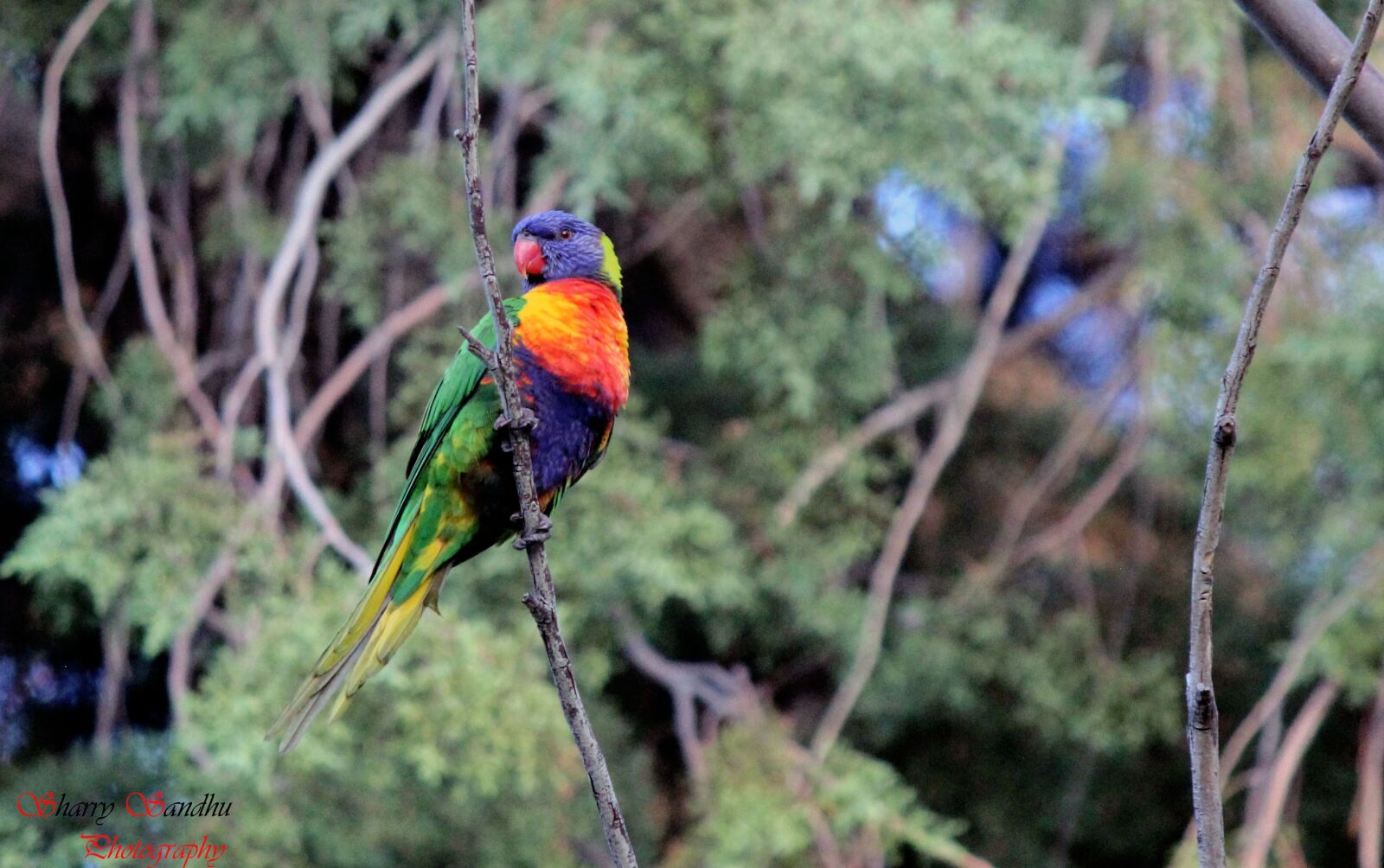Canon EOS 600D (Rebel EOS T3i / EOS Kiss X5) sample photo. Bird, nature, colourful photography