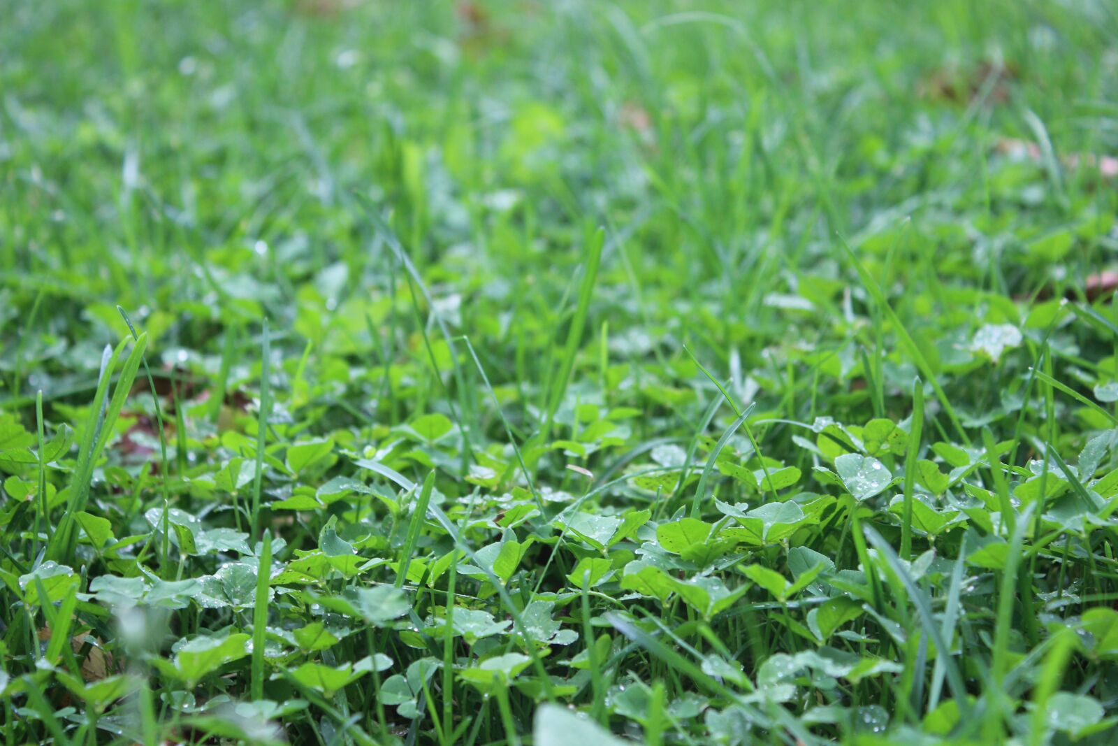 Canon EOS 600D (Rebel EOS T3i / EOS Kiss X5) sample photo. Grass, green, nature photography