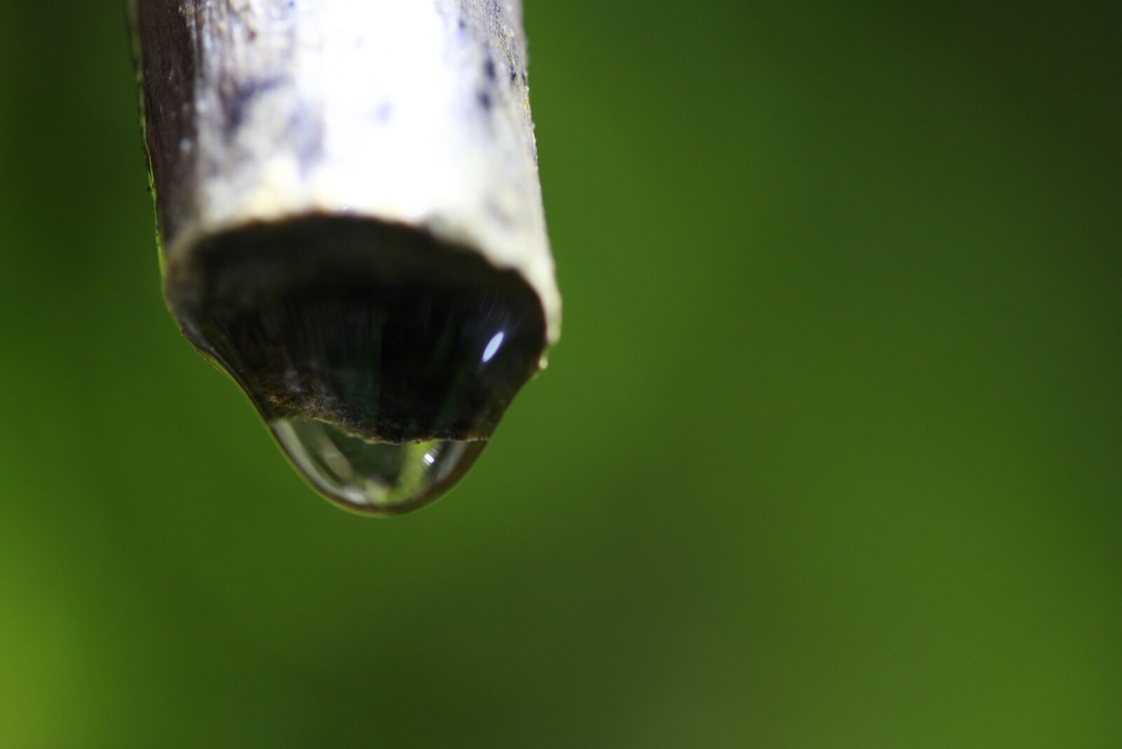 Canon EOS 40D sample photo. Water, drip, green photography