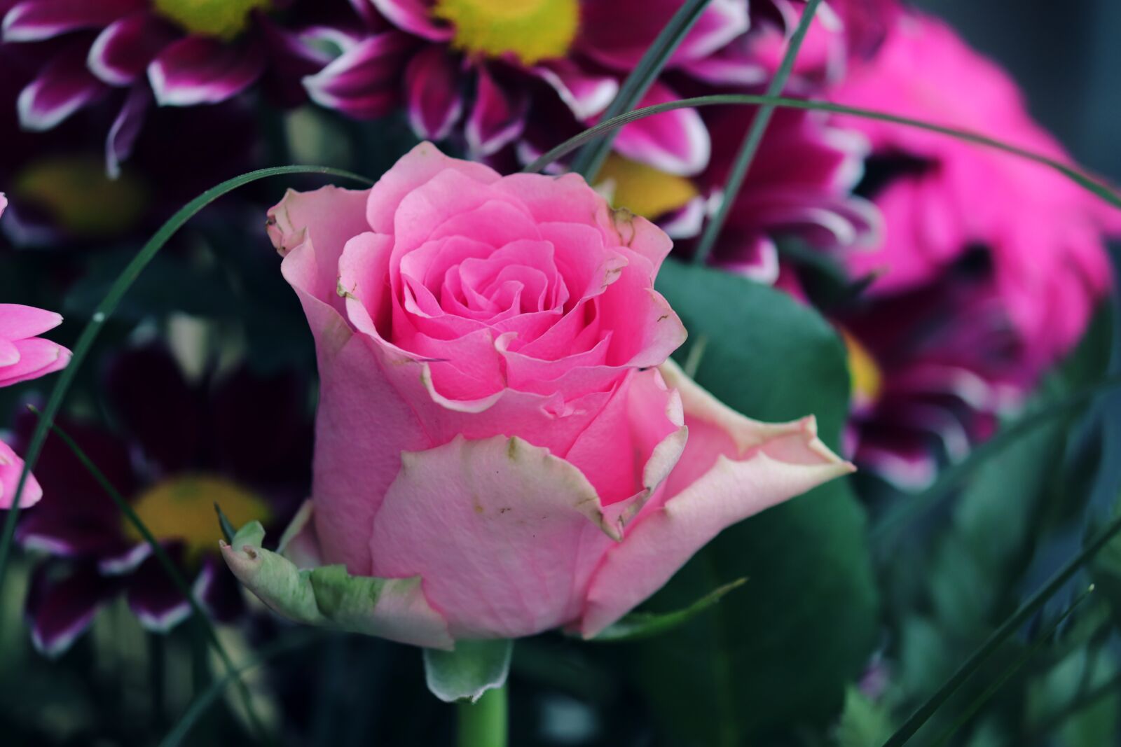 Canon EOS 200D (EOS Rebel SL2 / EOS Kiss X9) sample photo. Bouquet of flowers, rose photography