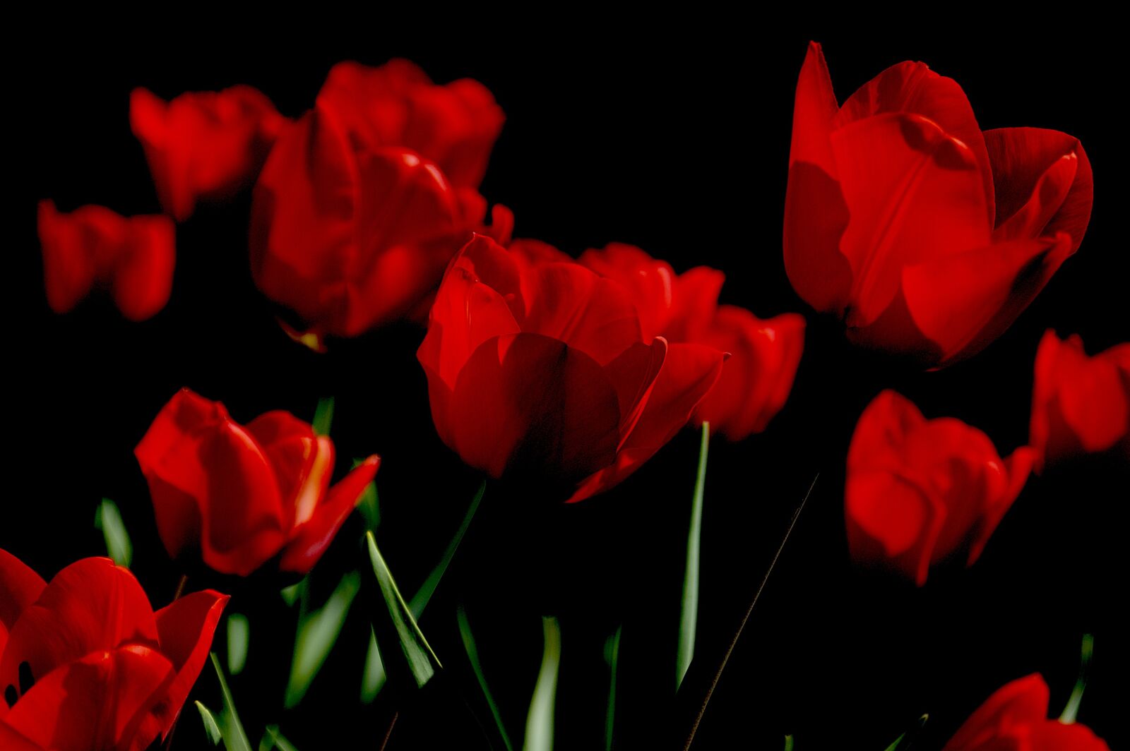 Nikon D70 sample photo. Flowers, red, spring photography