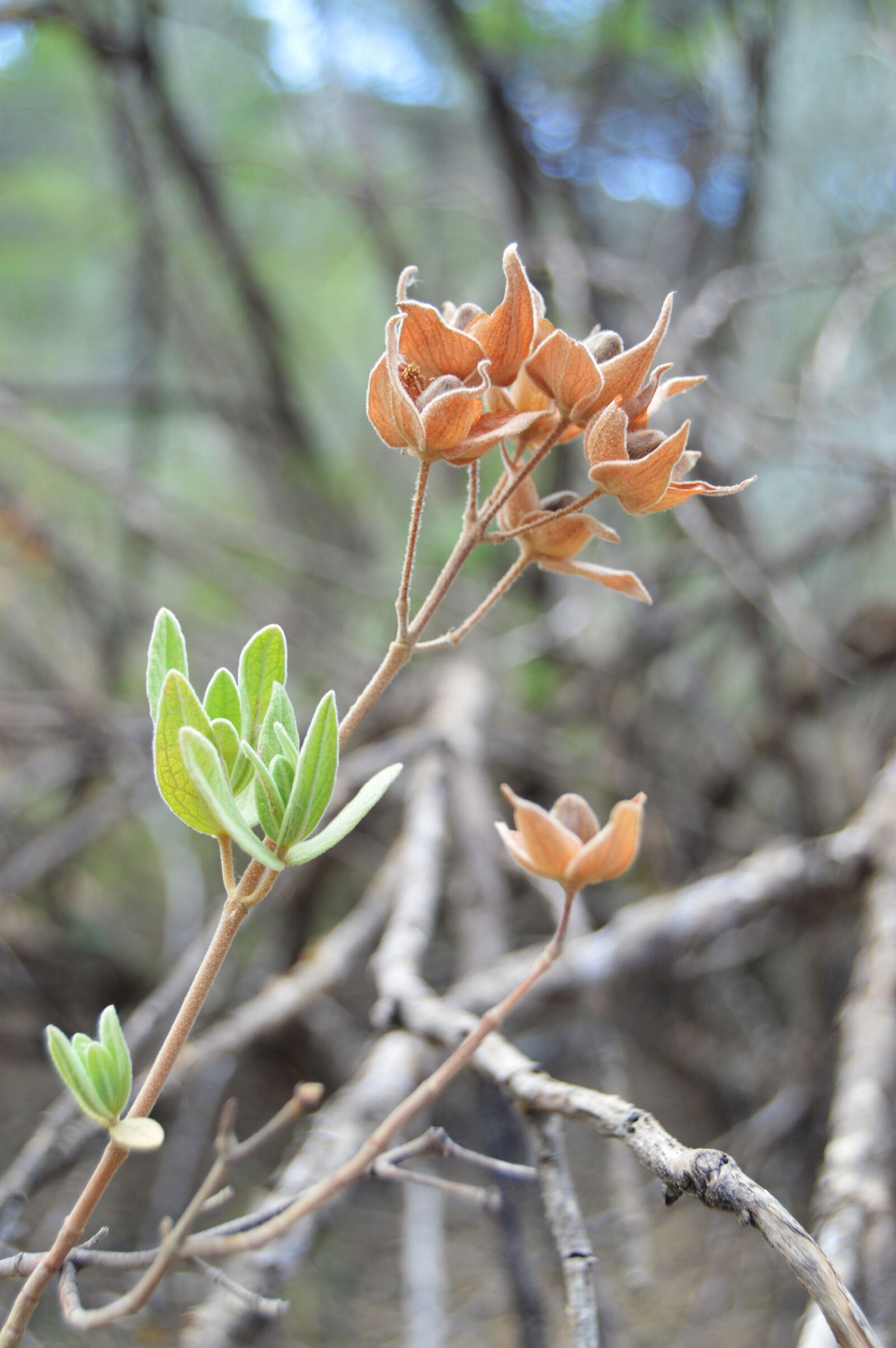 Nikon D3200 sample photo. Plant wildlife, nature, wild photography