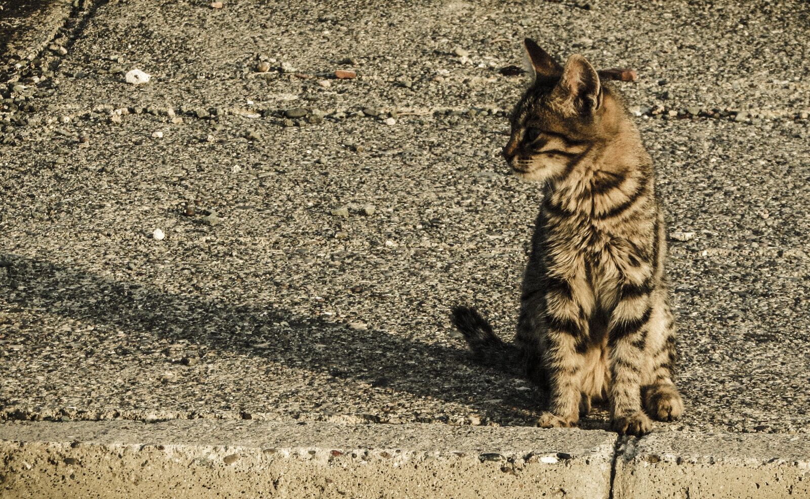 Canon PowerShot SX400 IS sample photo. Cat, stray, young photography
