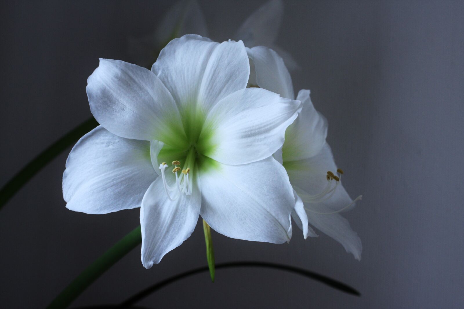 Canon EOS 40D sample photo. Amaryllis, blossom, bloom photography