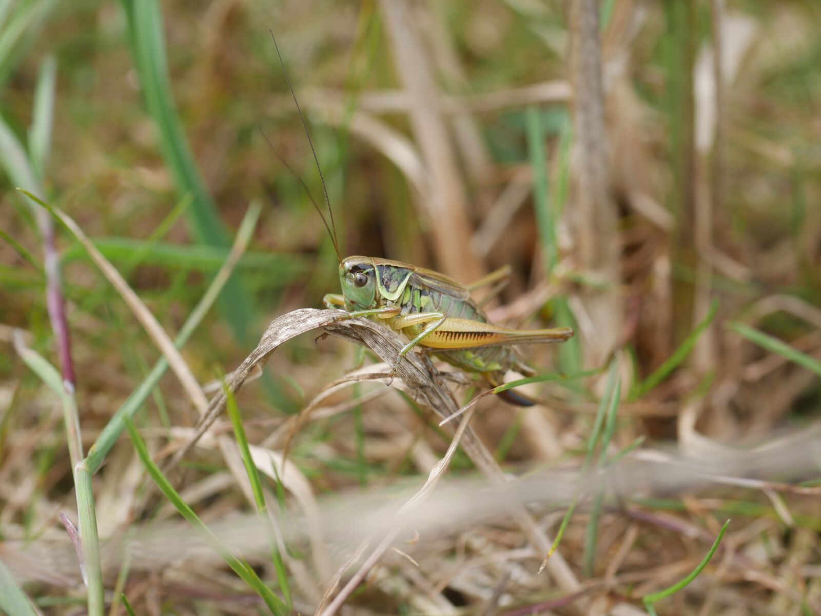 Panasonic DMC-G70 sample photo. Grasshopper, viridissima, insect photography