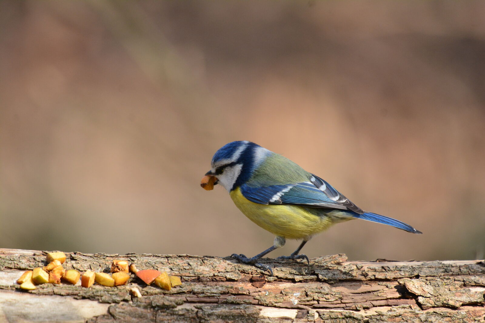 Nikon D7100 sample photo