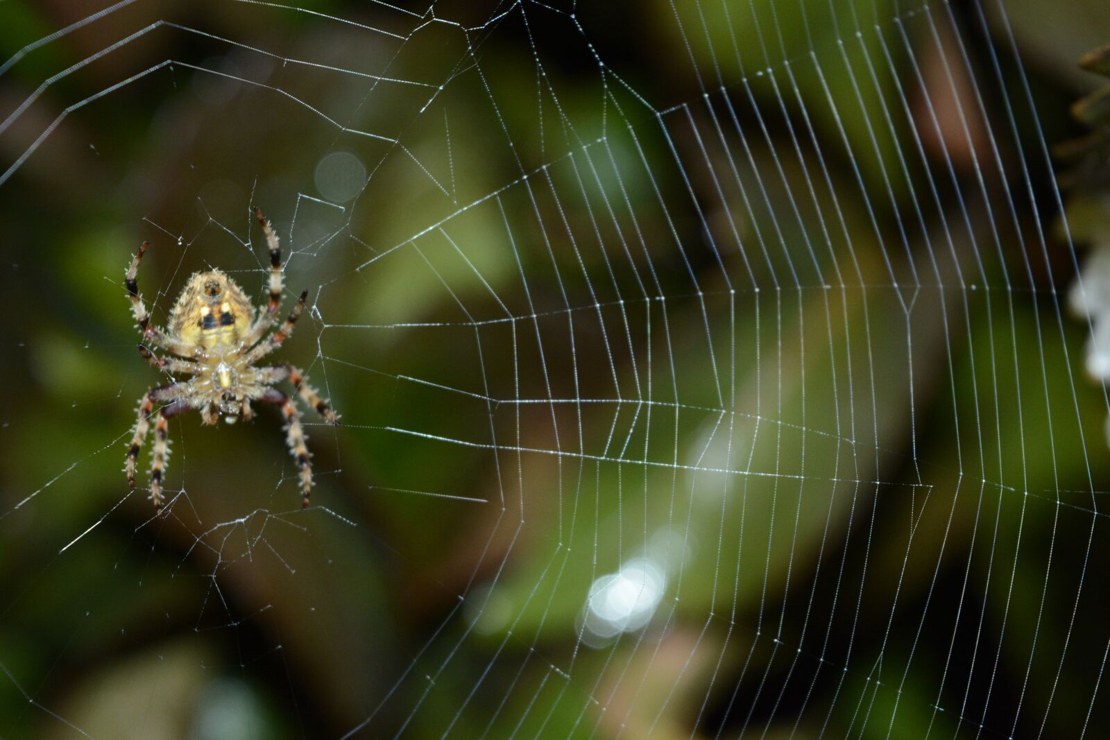 Nikon D5200 sample photo. Macro photography, macro, nature photography