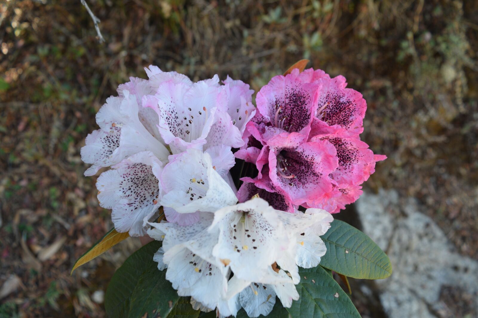 Nikon D3300 sample photo. Rhododendron, color, nature photography