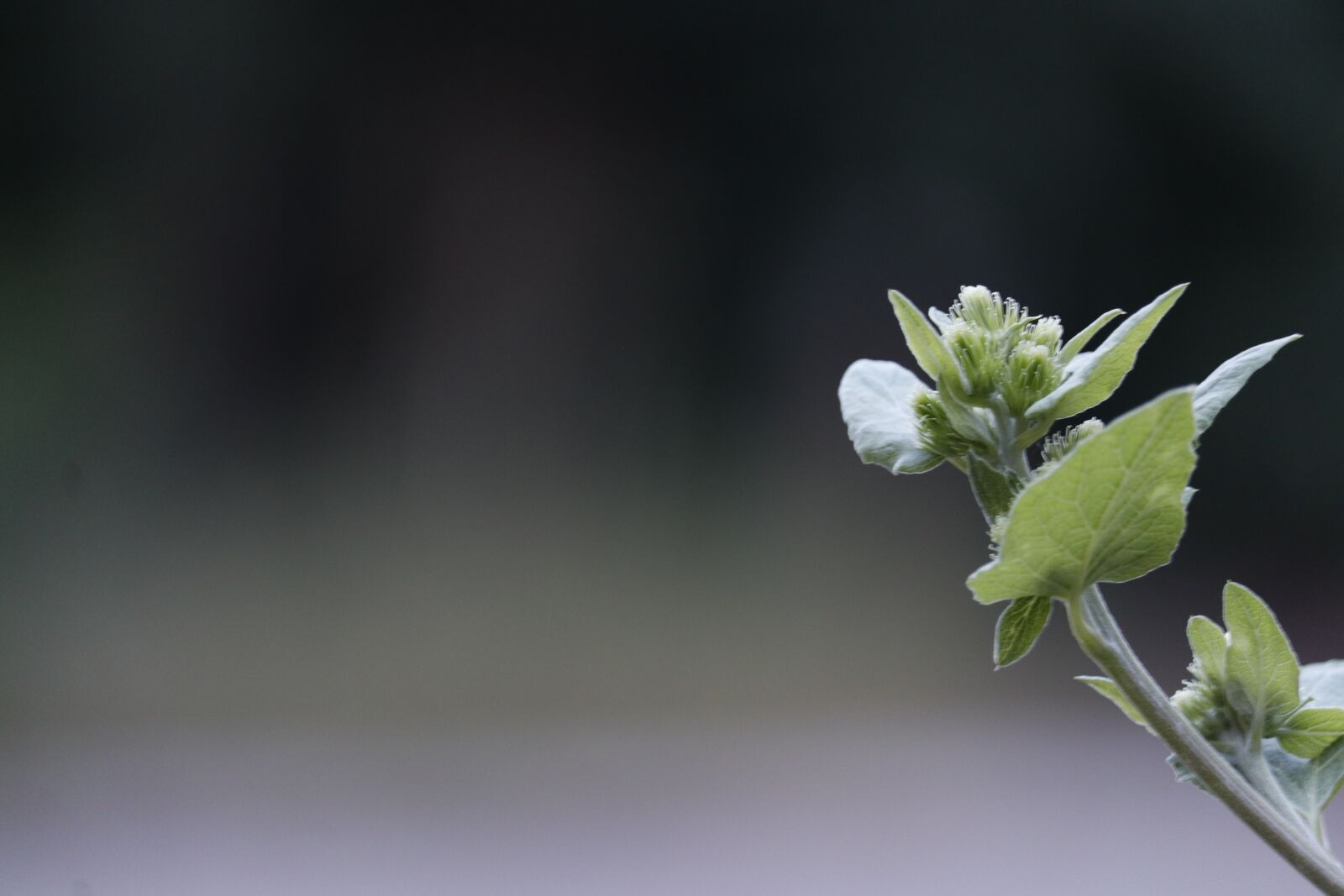 Canon EOS 80D sample photo. Green, plant, depth of photography
