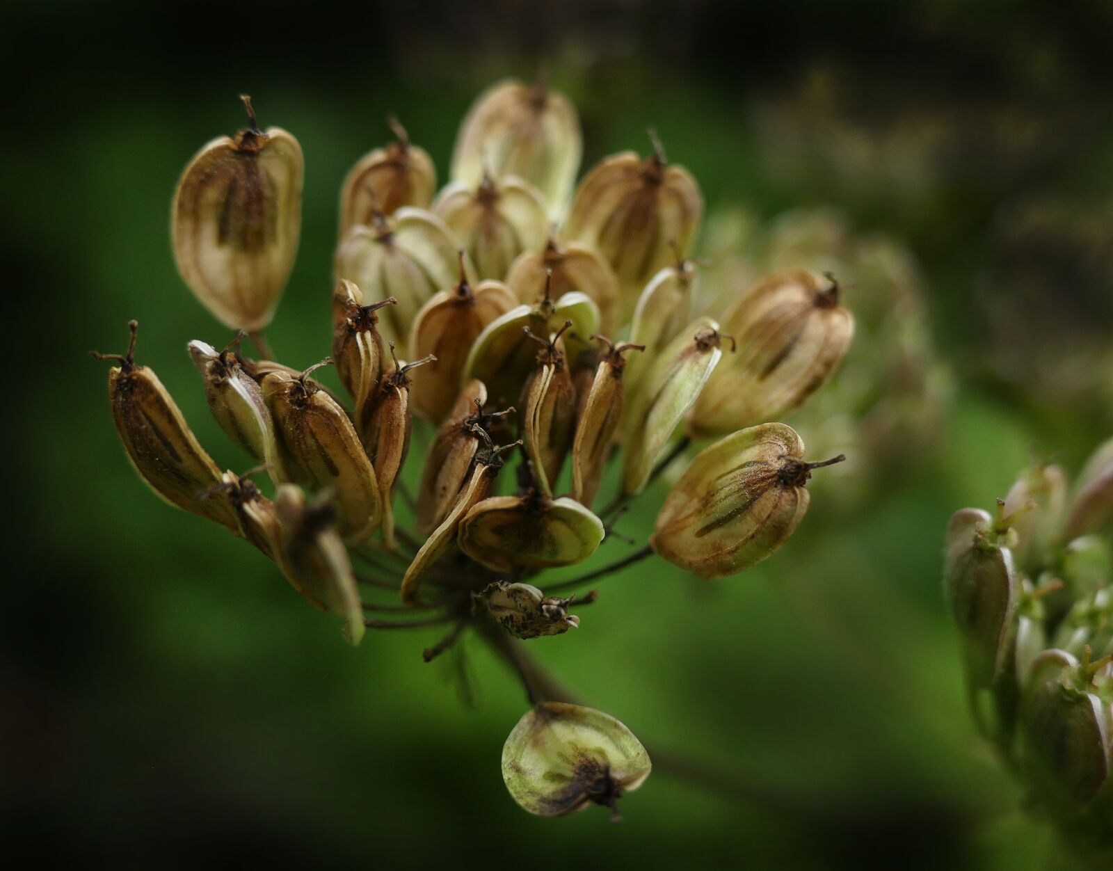 Panasonic Lumix DMC-FZ1000 sample photo. Anise, seeds, gap fruits photography