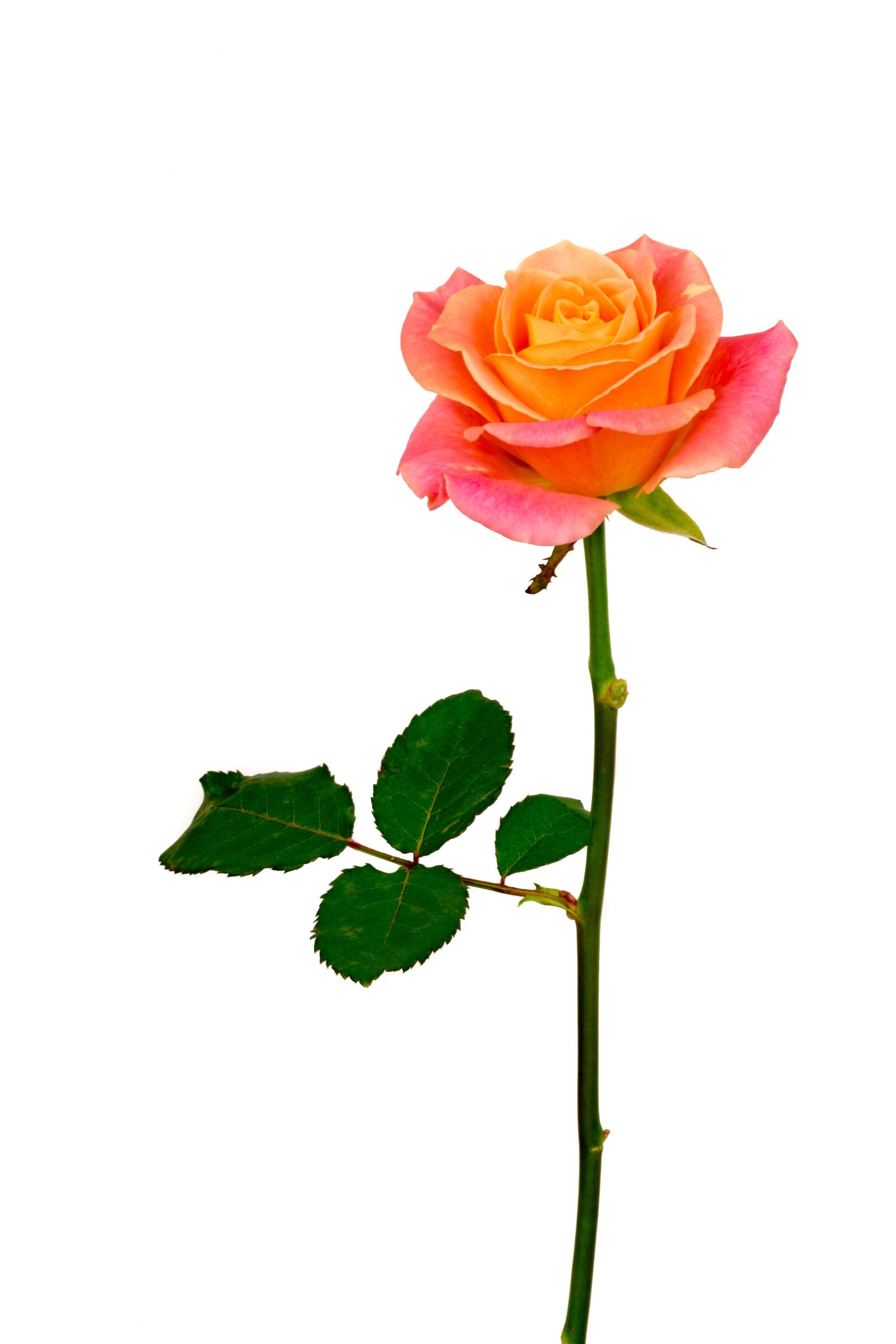 Canon EOS 6D sample photo. Flower, rose, orange photography