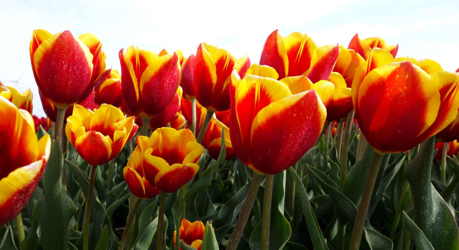 Sony Cyber-shot DSC-RX100 sample photo. Tulips, bulbs, tulip photography