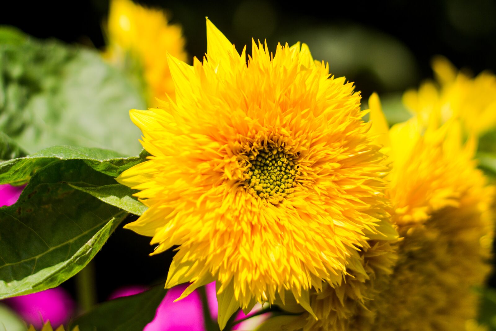 Nikon D5200 sample photo. Sunflower, flower, blooming sunflower photography