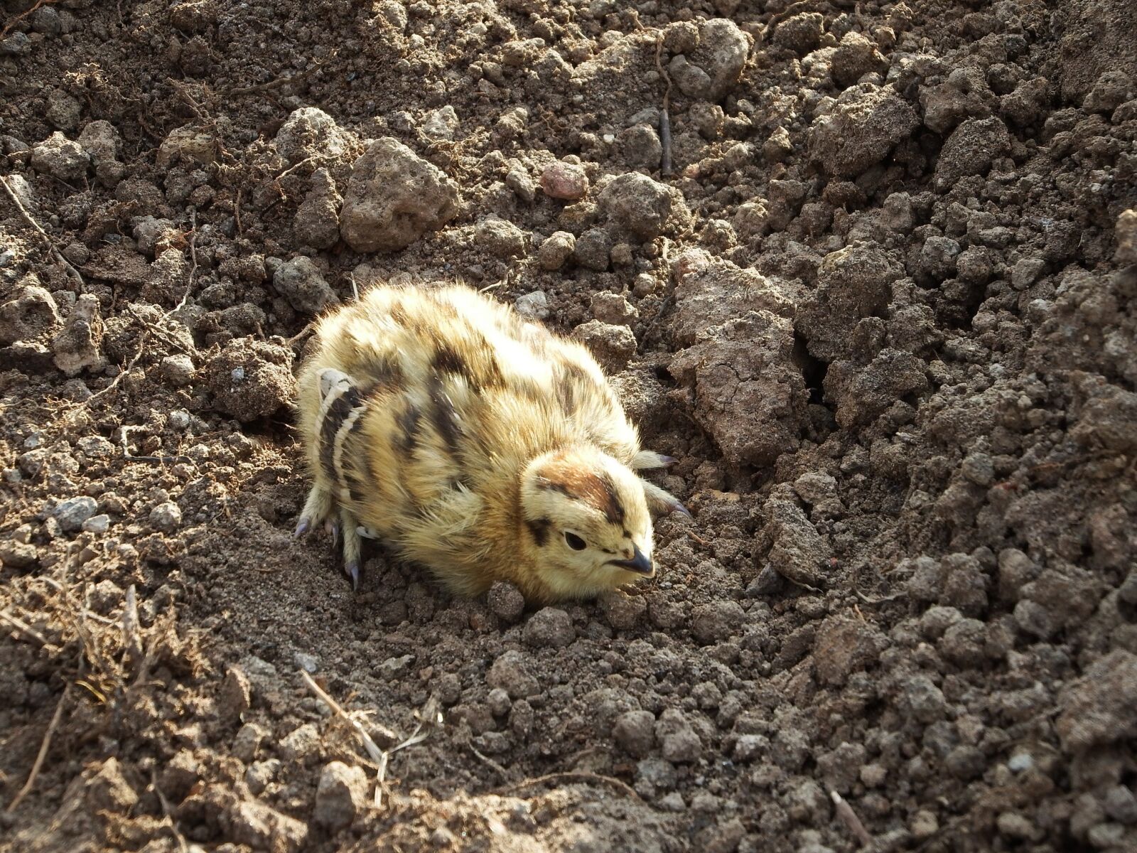 Fujifilm FinePix S1 sample photo. Partridge, chick, chicken photography