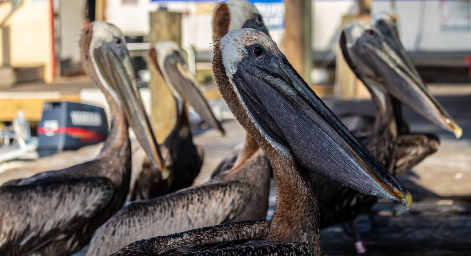 Canon EOS 200D (EOS Rebel SL2 / EOS Kiss X9) sample photo. Pelicans, pelican, water bird photography