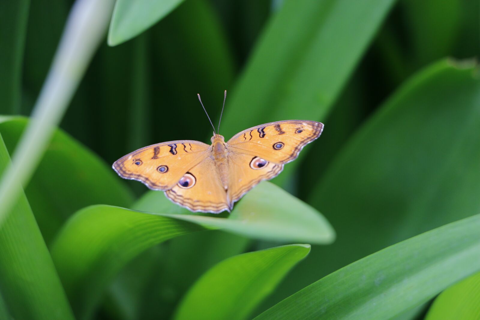 Canon EOS 70D sample photo. Butterfly, nature, insect photography