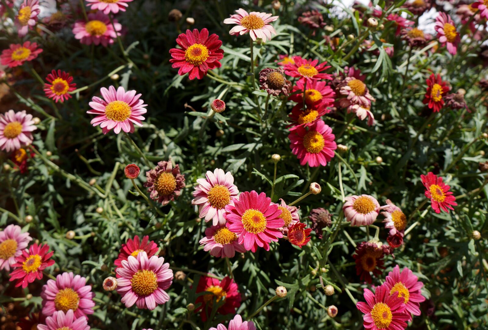 Sony Alpha NEX-F3 + Sony E 18-55mm F3.5-5.6 OSS sample photo. Flowering shrubs, chrysanthemum, background photography
