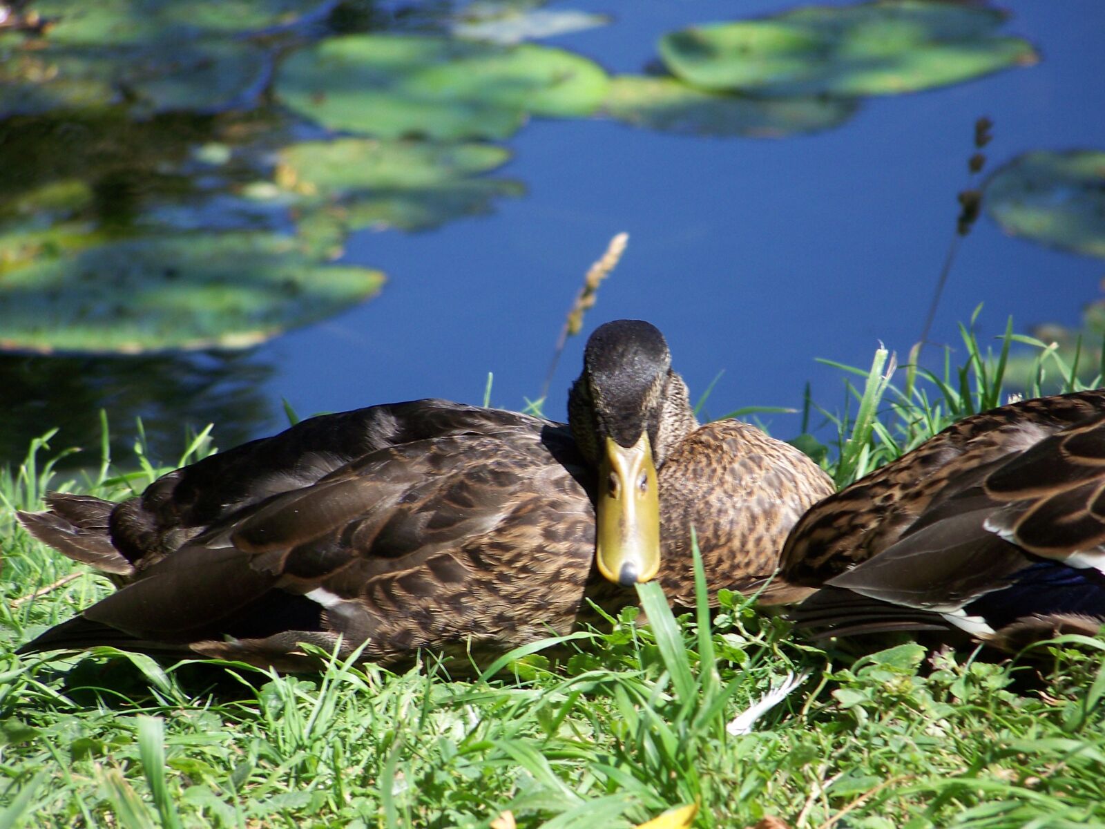 Kodak Z712 IS ZOOM DIGITAL CAMERA sample photo. Duck, water, nature photography