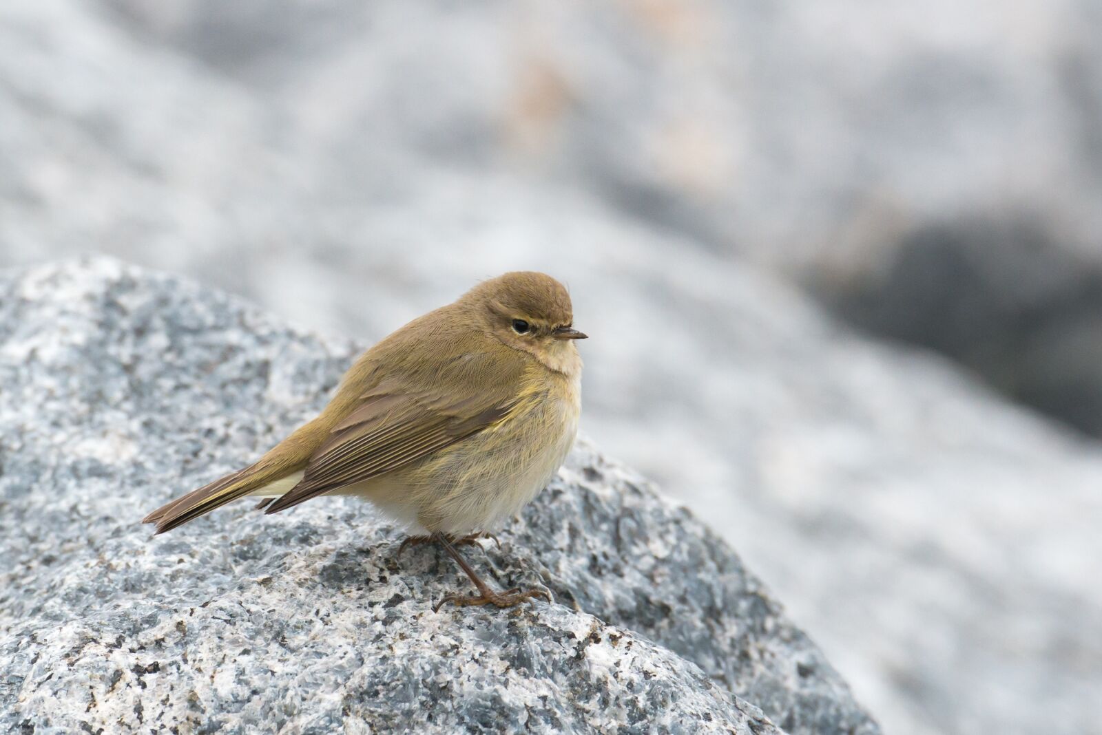 Nikon D800 sample photo. Chiffchaff, bird, willow warbler photography