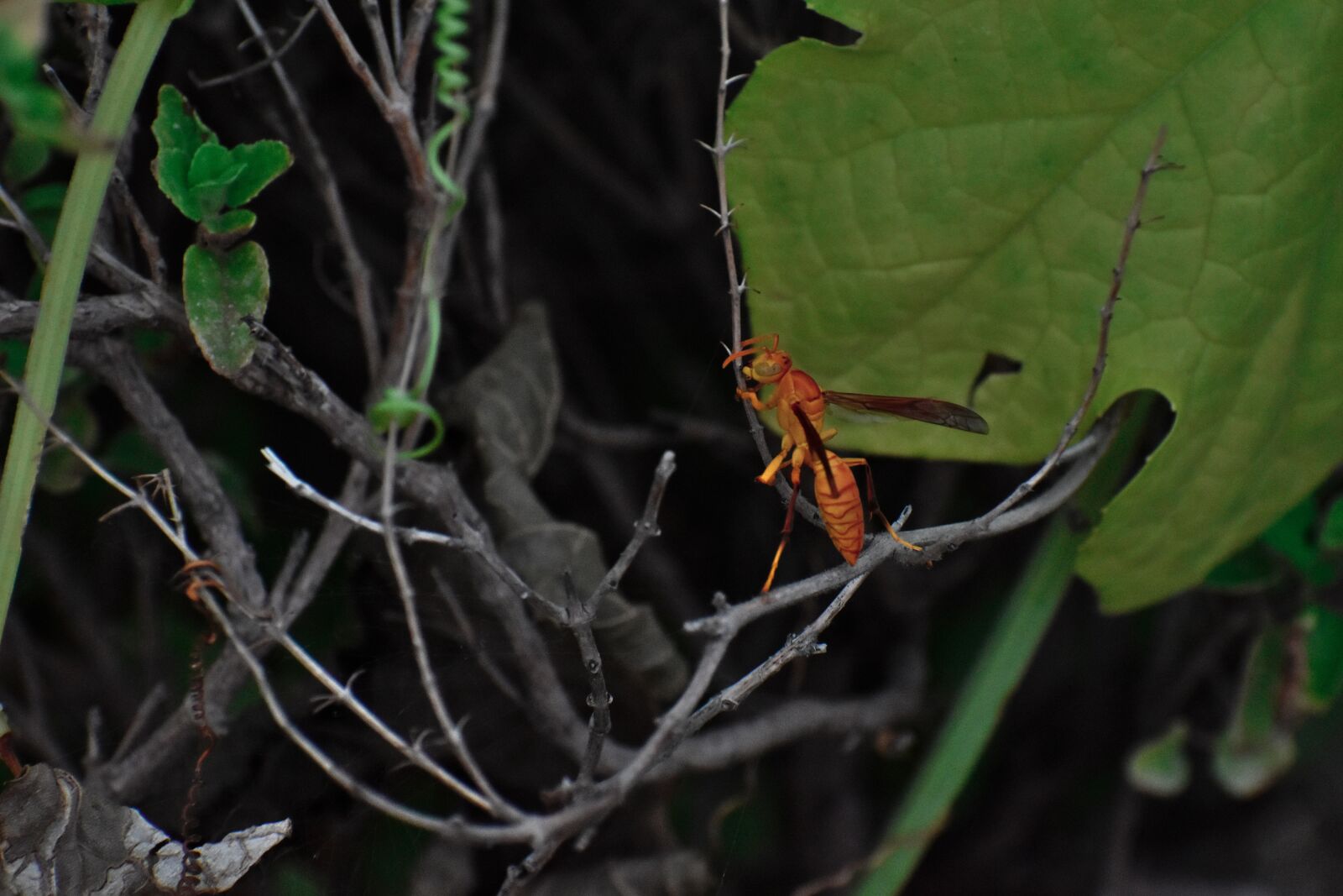 Nikon D5600 sample photo. Paper wasp, ropalidia marginata photography