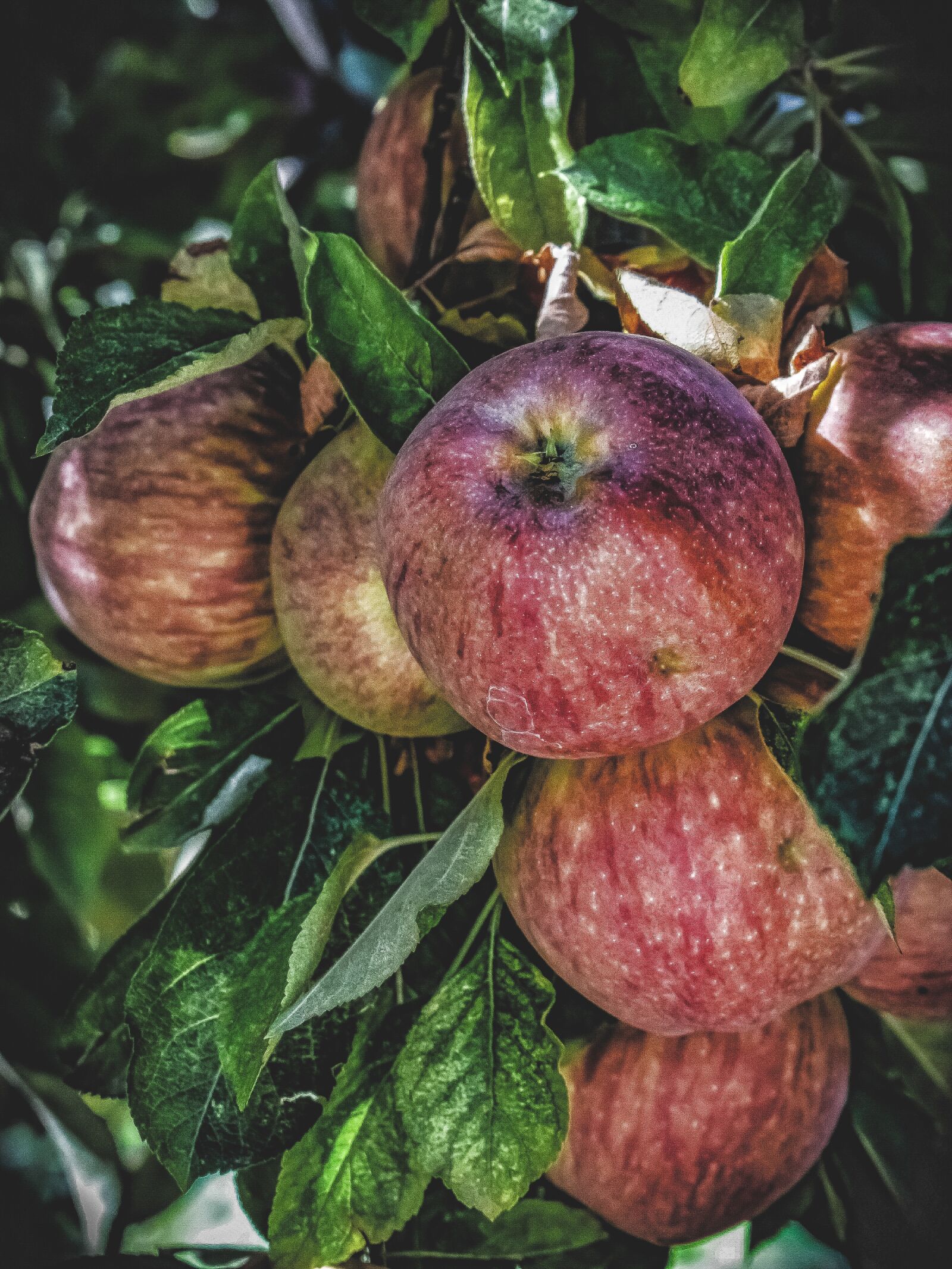 Nikon D3300 sample photo. Apples, fruit, red photography