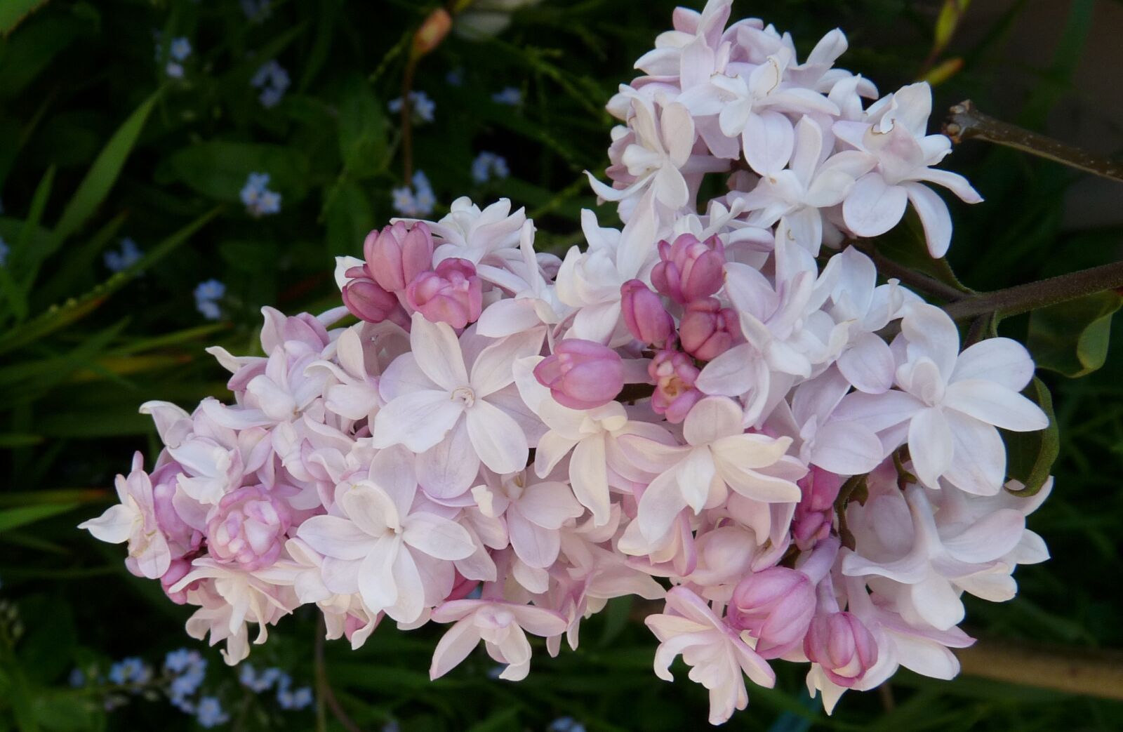 Panasonic Lumix DMC-FZ28 sample photo. Pink, double, lilac photography