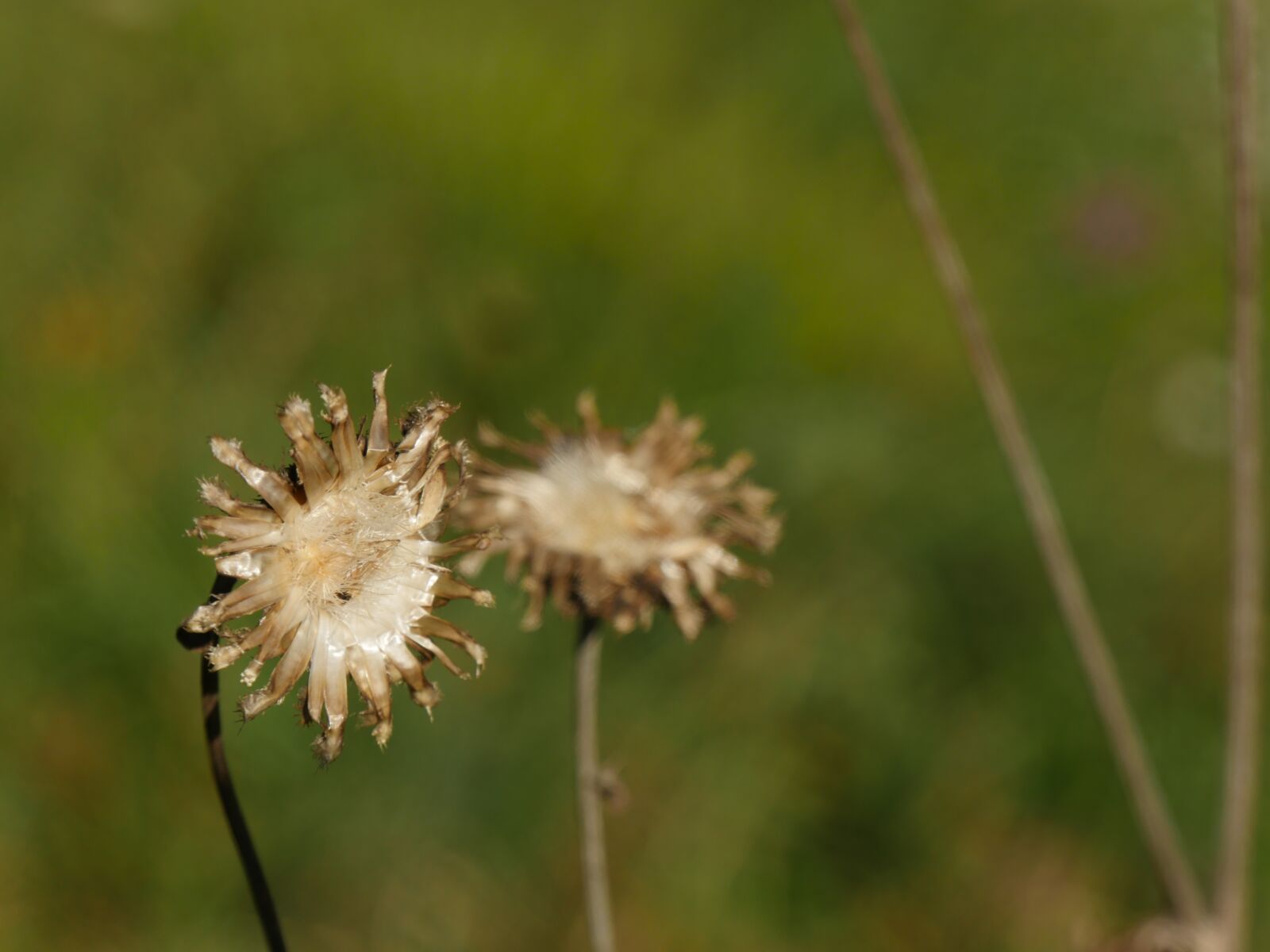 Panasonic Lumix DMC-GH4 sample photo. Thistle, flower, plant photography
