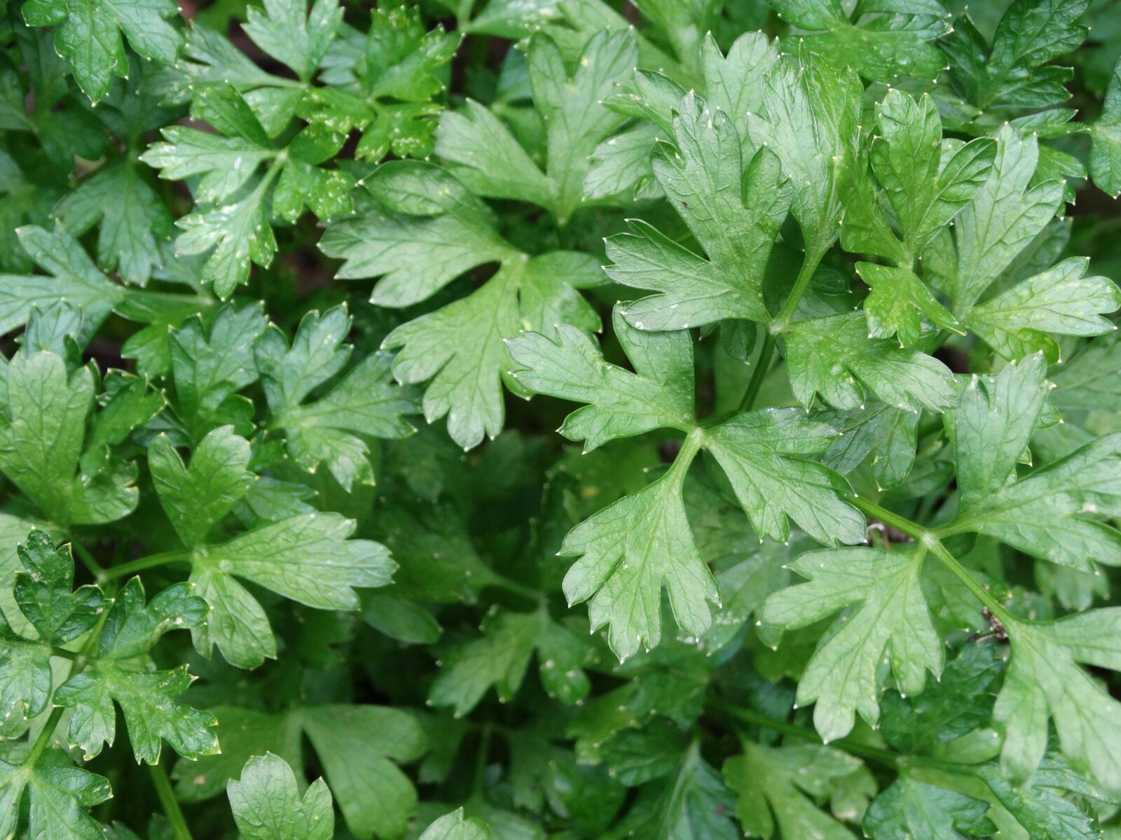 Sony Cyber-shot DSC-HX300 sample photo. Parsley, italian parsley, green photography