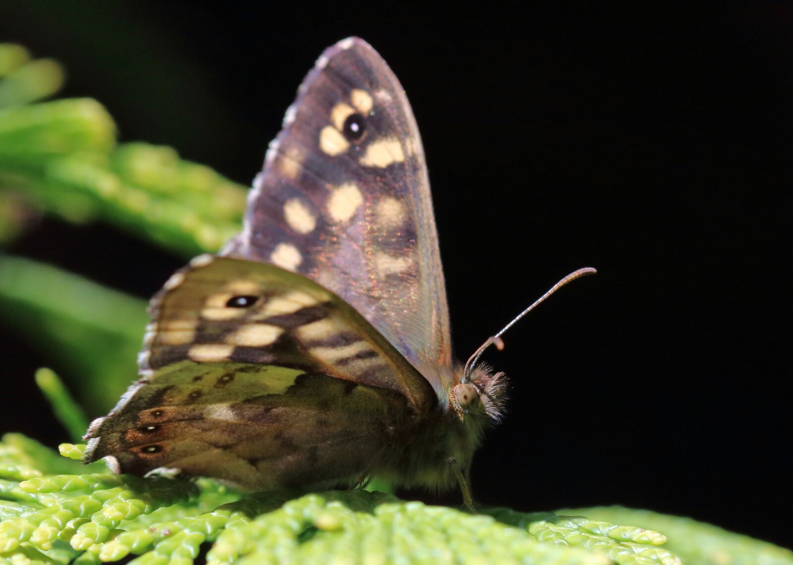 Canon EOS 80D sample photo. Speckled wood, butterfly, england photography