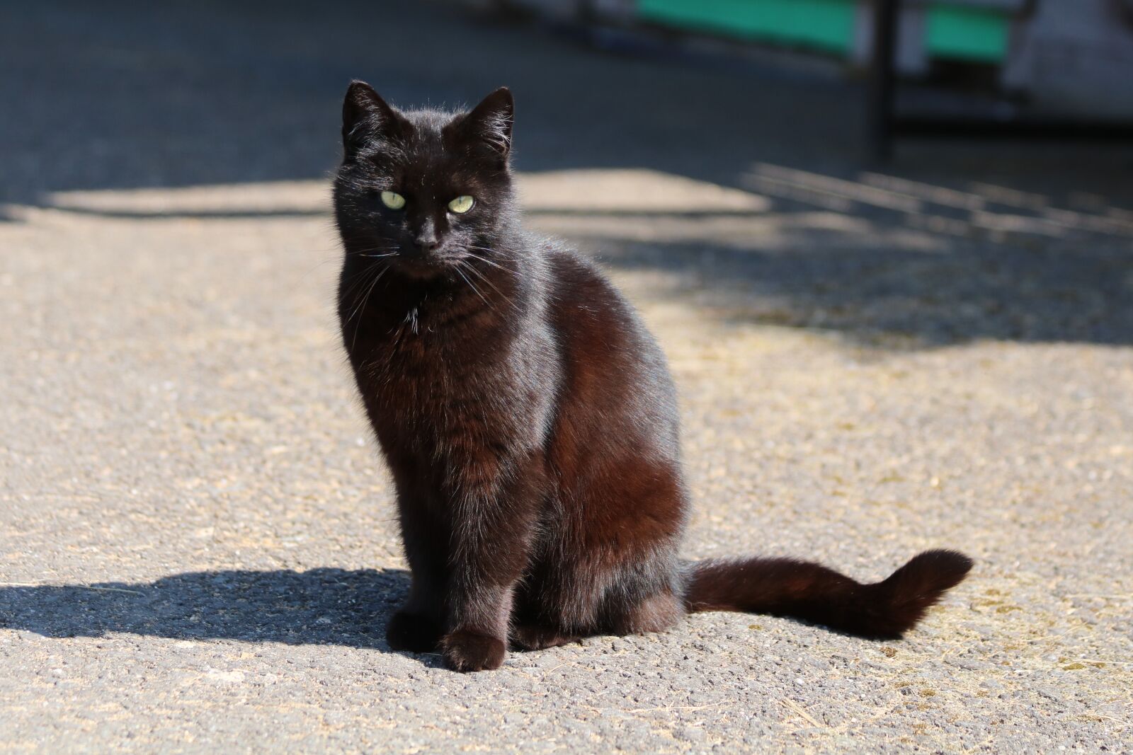 Canon EOS 750D (EOS Rebel T6i / EOS Kiss X8i) sample photo. Black cat, shadow, animal photography