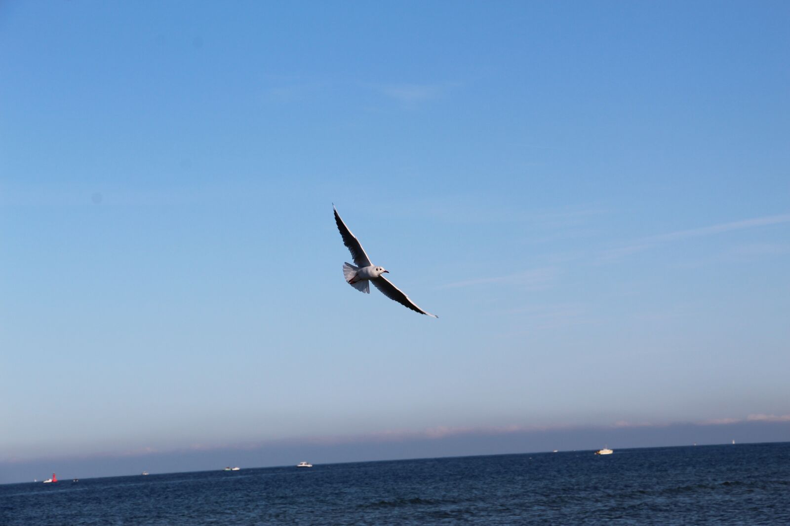 Canon EOS 1300D (EOS Rebel T6 / EOS Kiss X80) sample photo. Seagull, bird, flying photography
