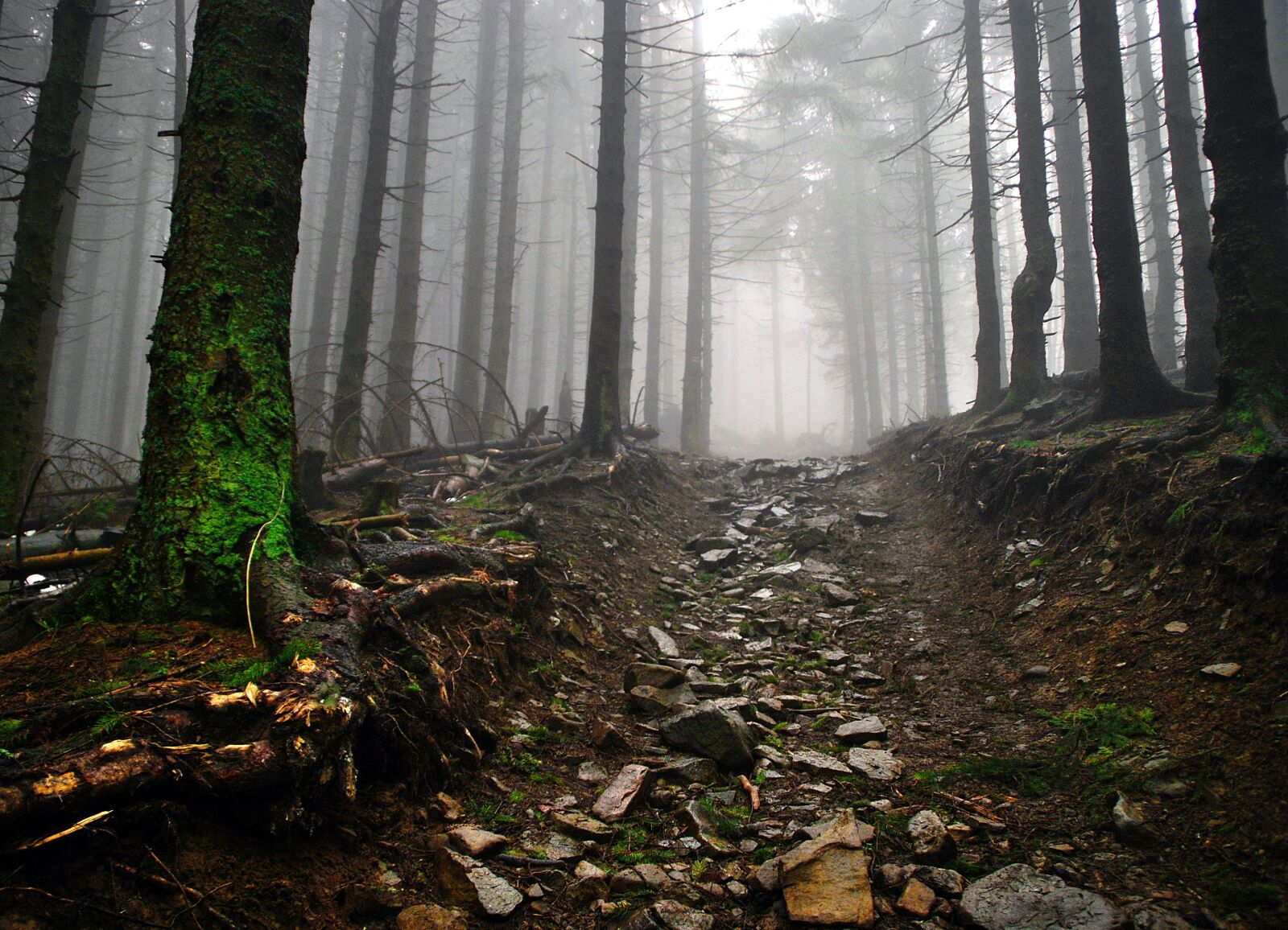 Nikon D80 sample photo. Way, stones, forest photography
