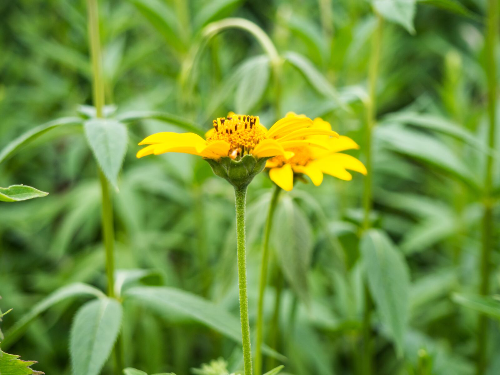 Olympus OM-D E-M10 sample photo. Yellow, petals, beautiful photography