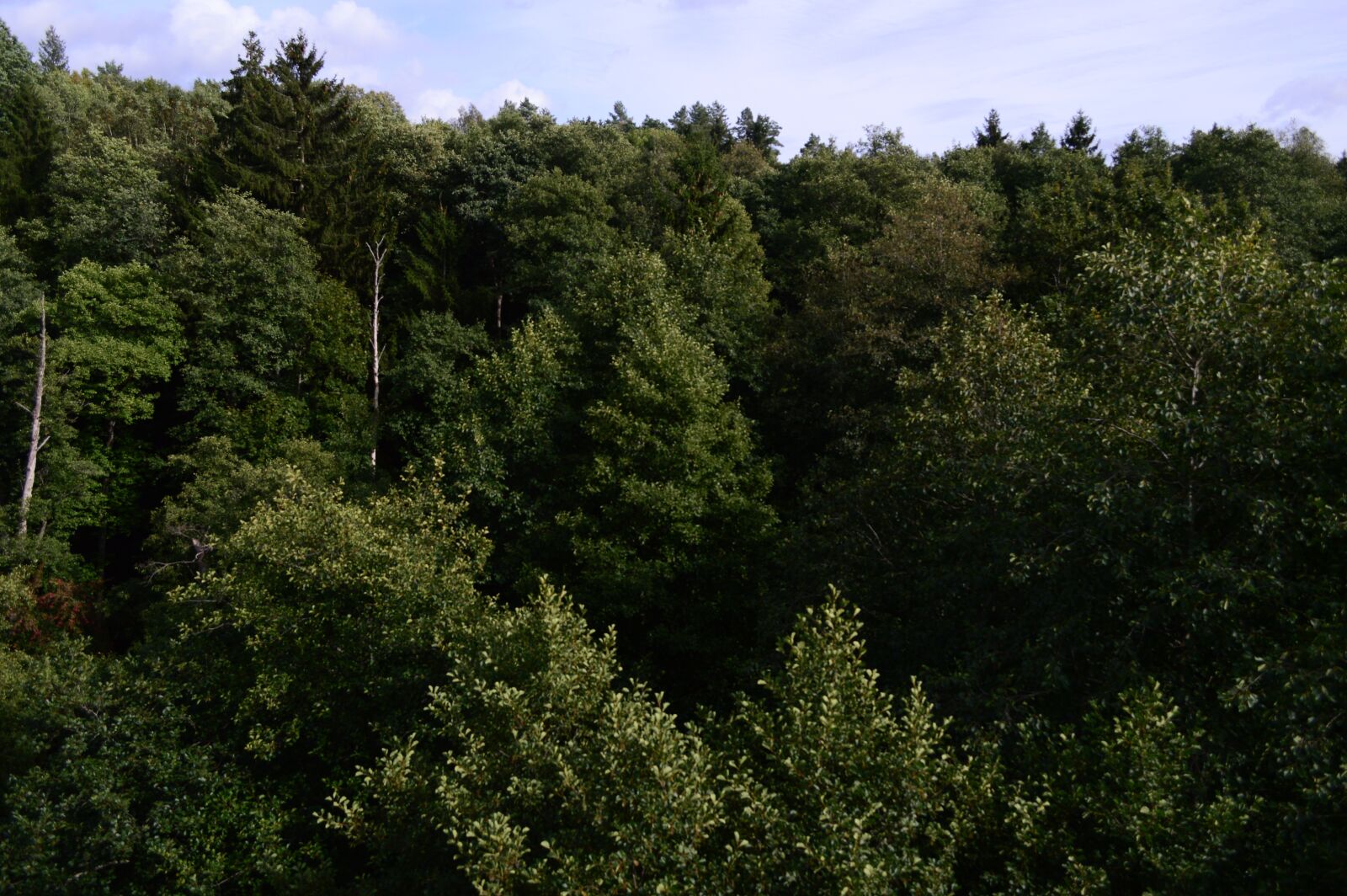 Nikon D3200 sample photo. Forest, tree, n photography
