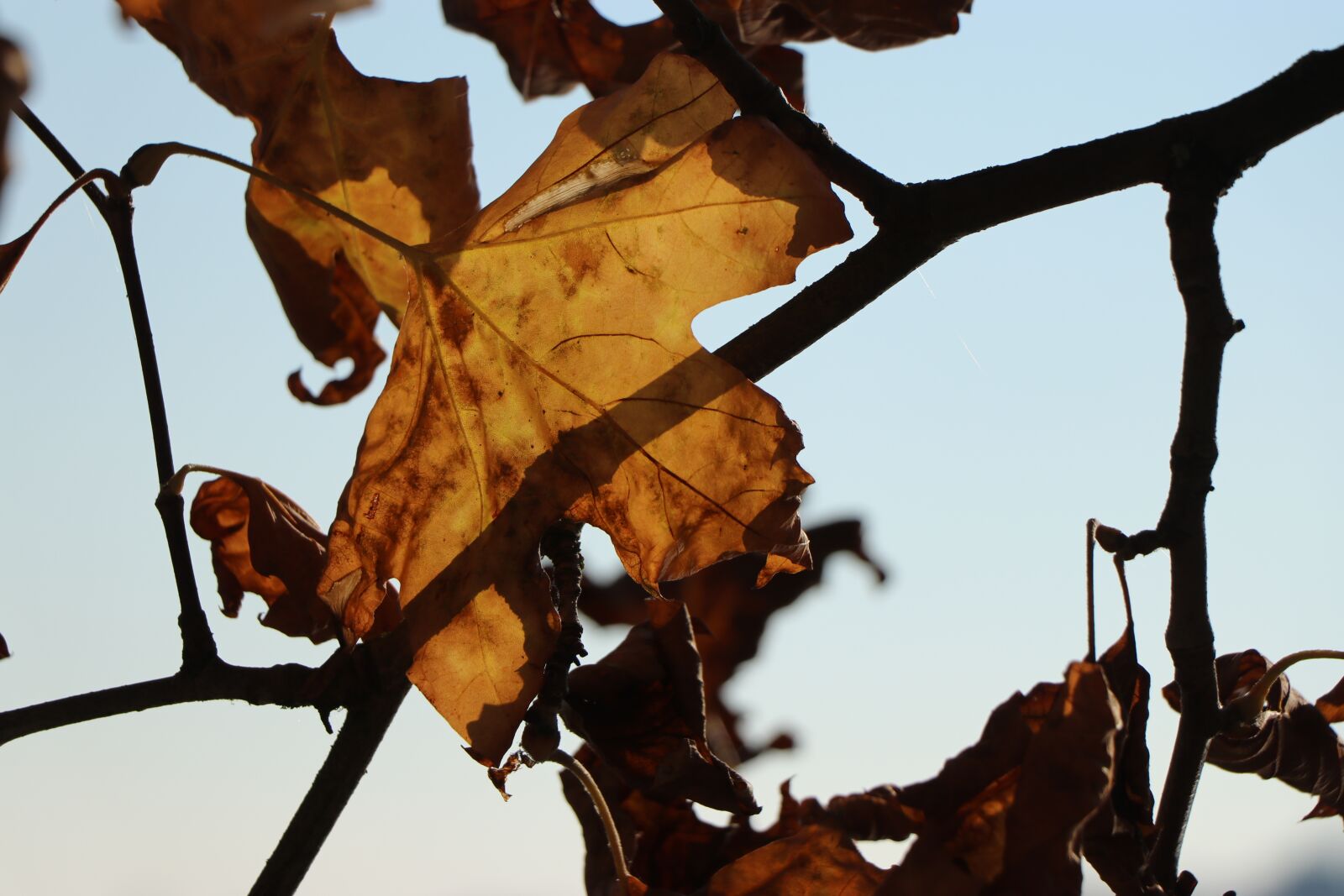 Canon EF-S 18-135mm F3.5-5.6 IS USM sample photo. Autumn, leaf, leaves photography