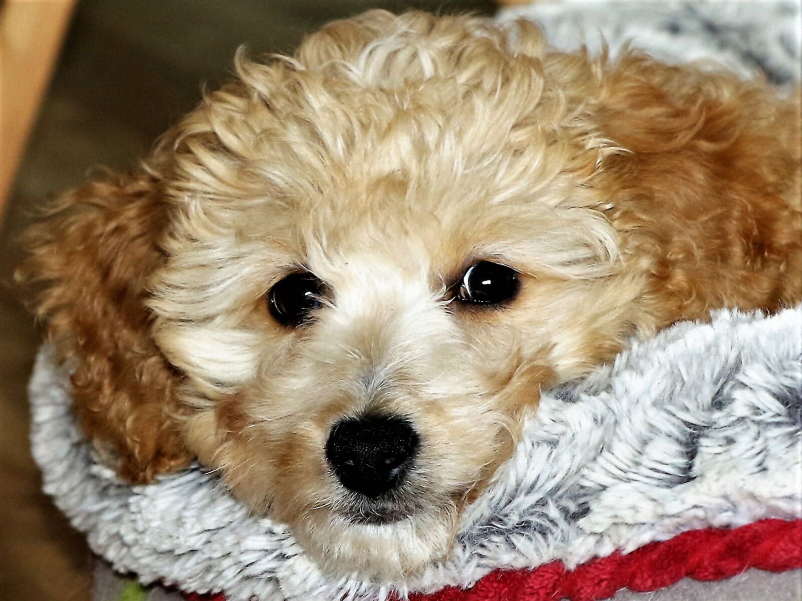 Canon EOS 7D Mark II sample photo. Puppy, dog, pet photography