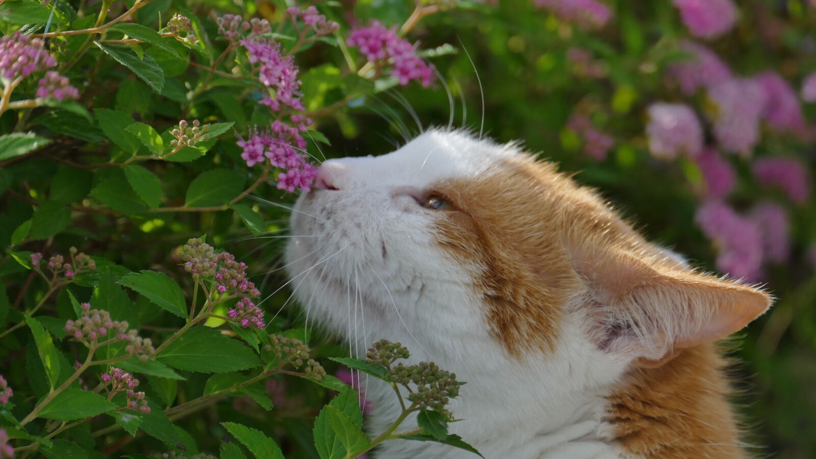 Leica V-Lux (Typ 114) sample photo. Cat, blossom, bloom photography