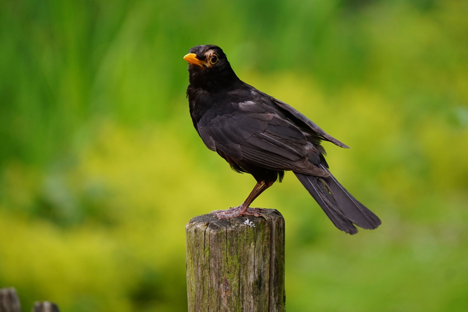 Sony E 55-210mm F4.5-6.3 OSS sample photo. Blackbird, tree, branch photography