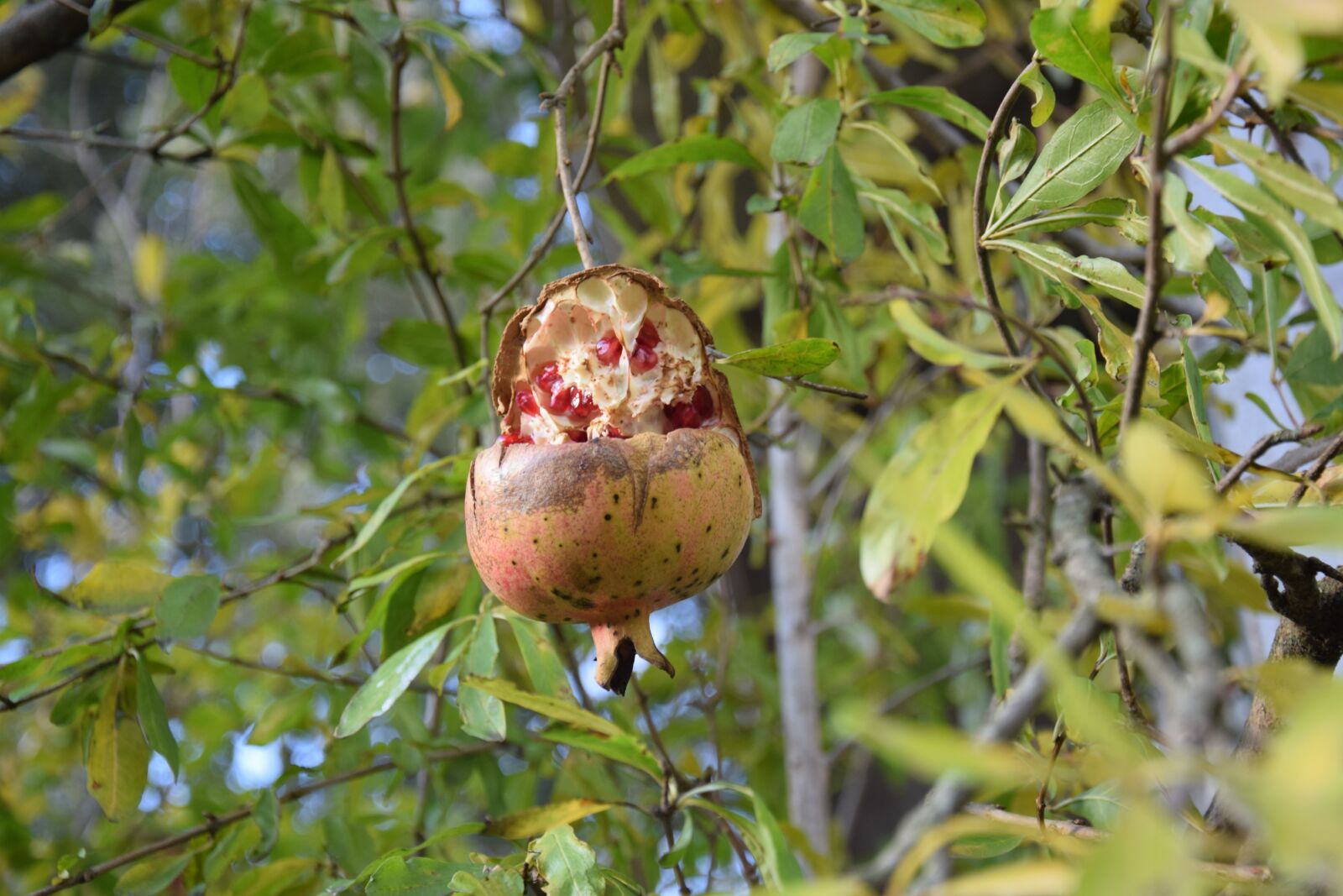 Nikon D5300 sample photo. Pomegranate, autumn, fruit photography