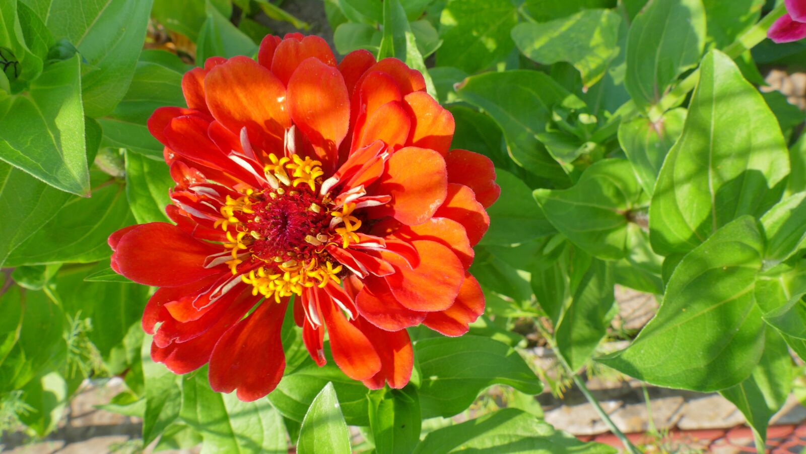 Panasonic Lumix DMC-FZ1000 sample photo. Zinnia, flower, summer photography