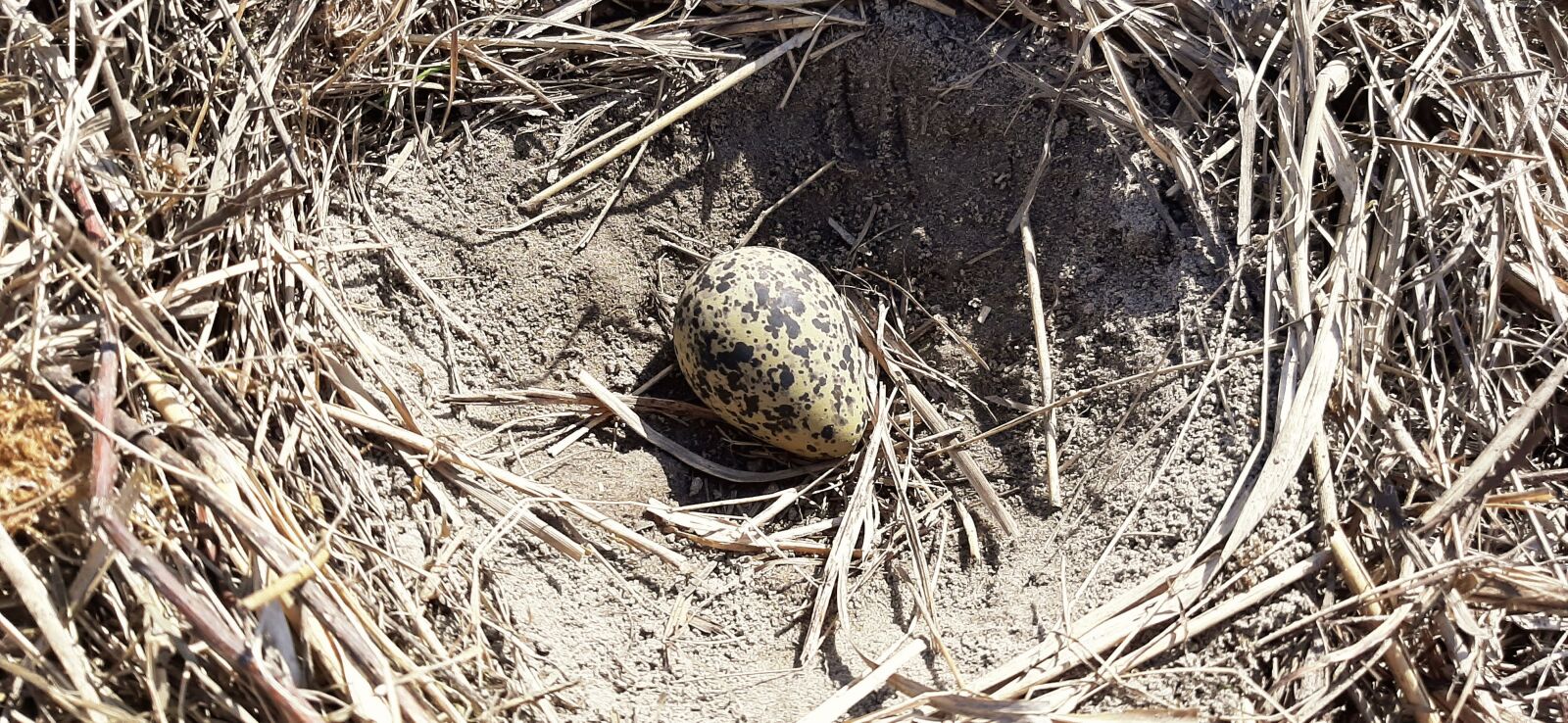 Samsung Galaxy A50 sample photo. Egg, meadow bird, spring photography