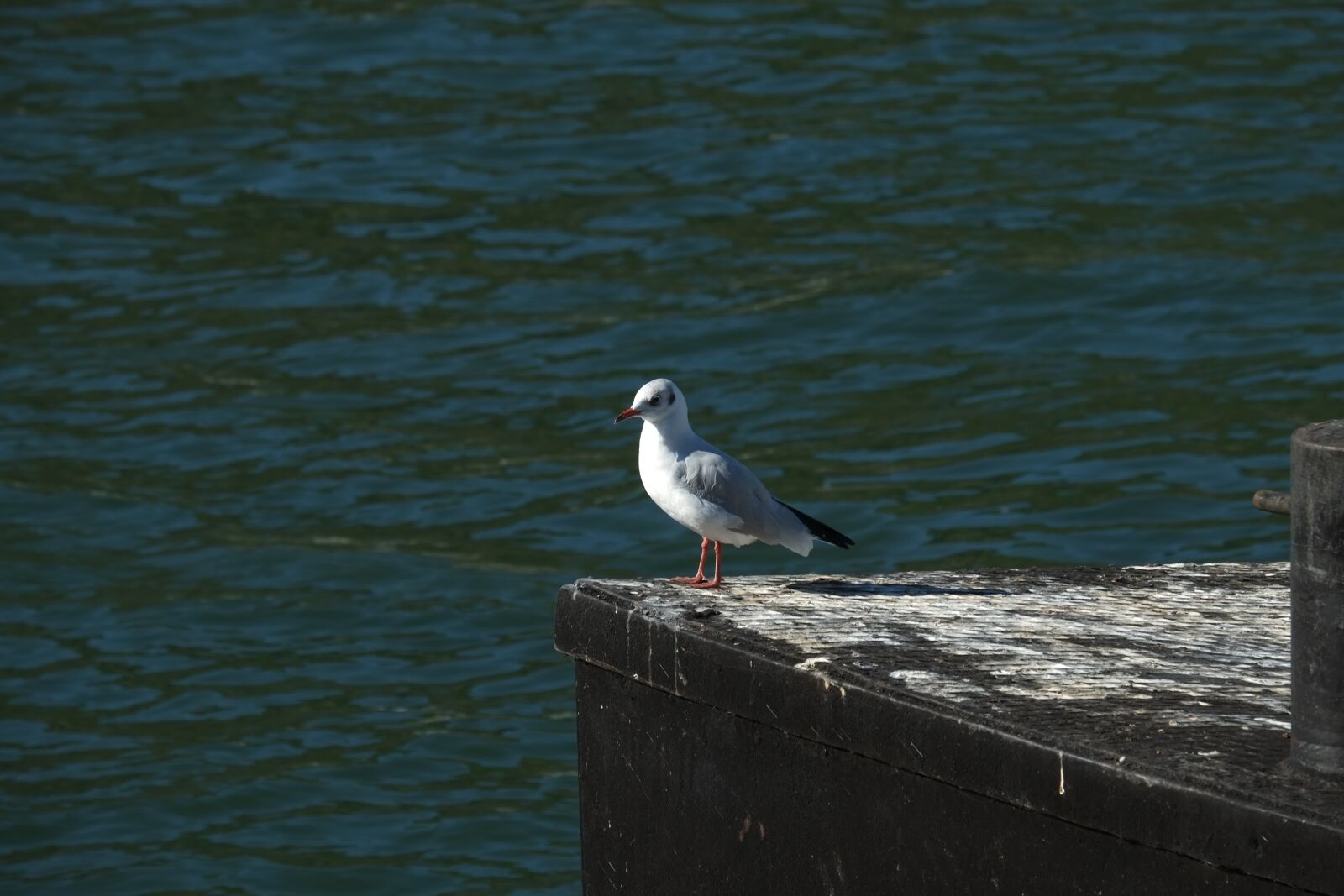 Fujifilm X-E1 + Fujifilm XC 50-230mm F4.5-6.7 OIS sample photo. Gull, bird, flying photography