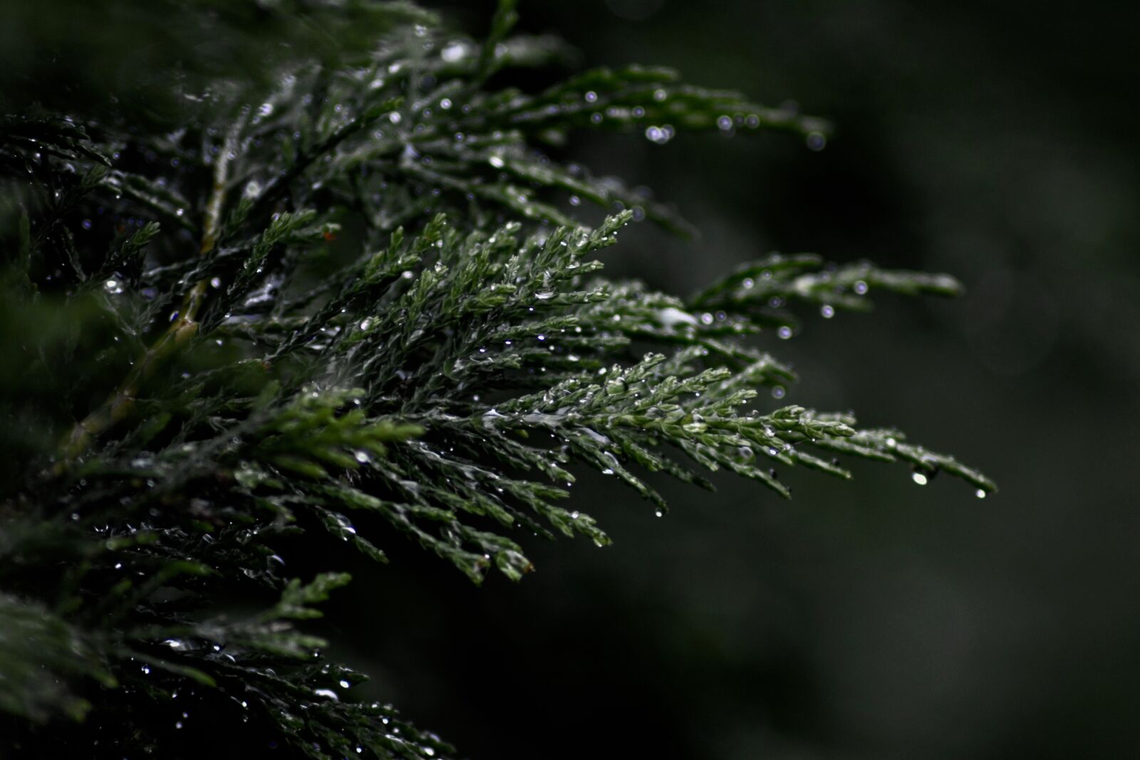 Nikon D5200 sample photo. Pine, woods, nature photography