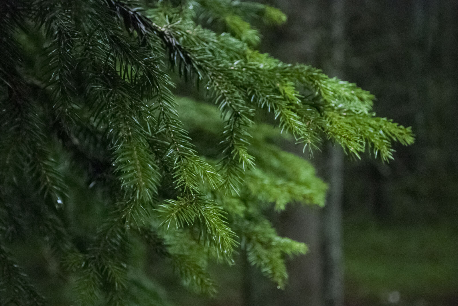 Nikon D80 sample photo. Autumn, branches, dark, forest photography