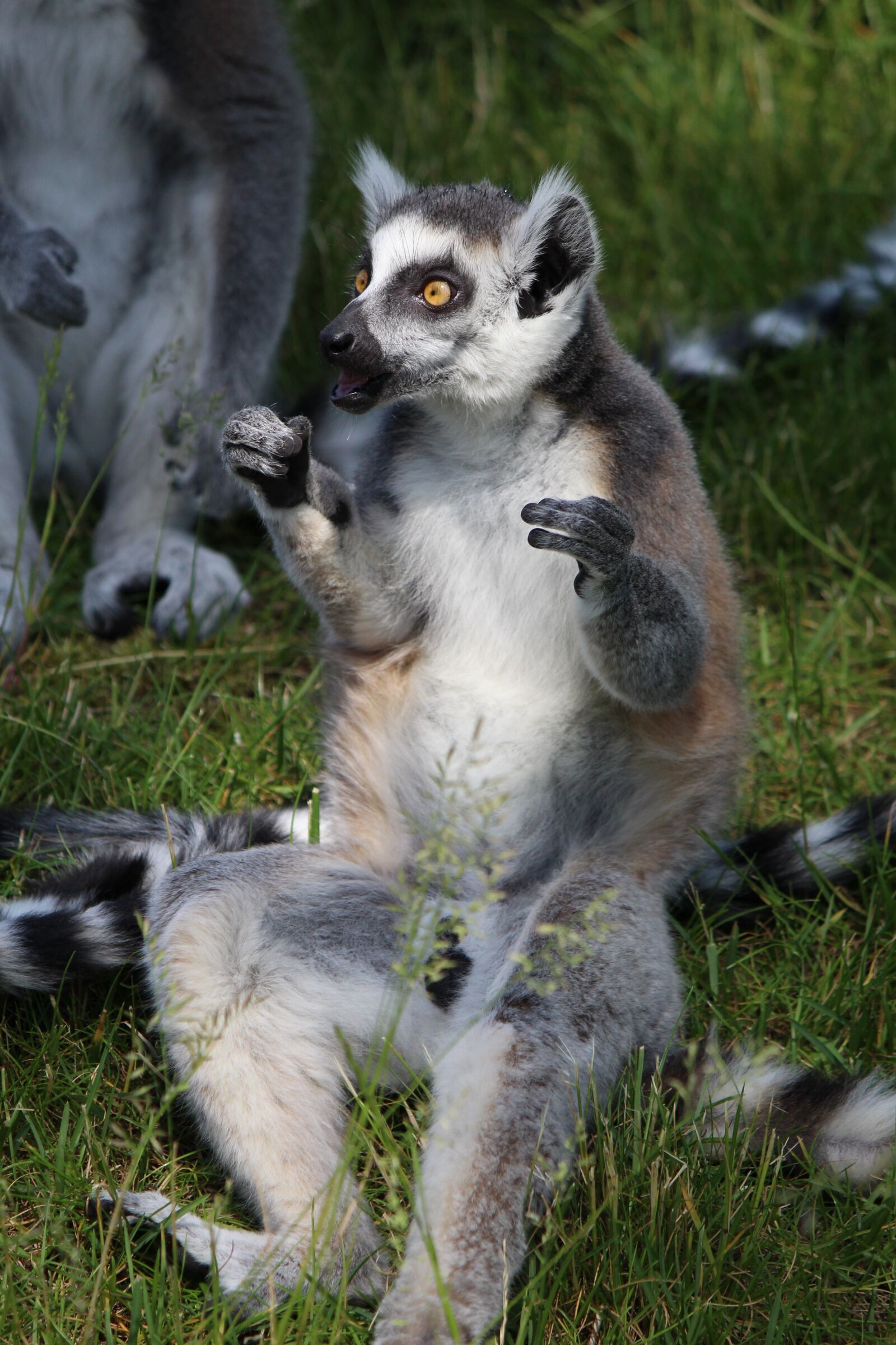 Canon EF-S 55-250mm F4-5.6 IS II sample photo. Ring tailed lemur, lemur photography