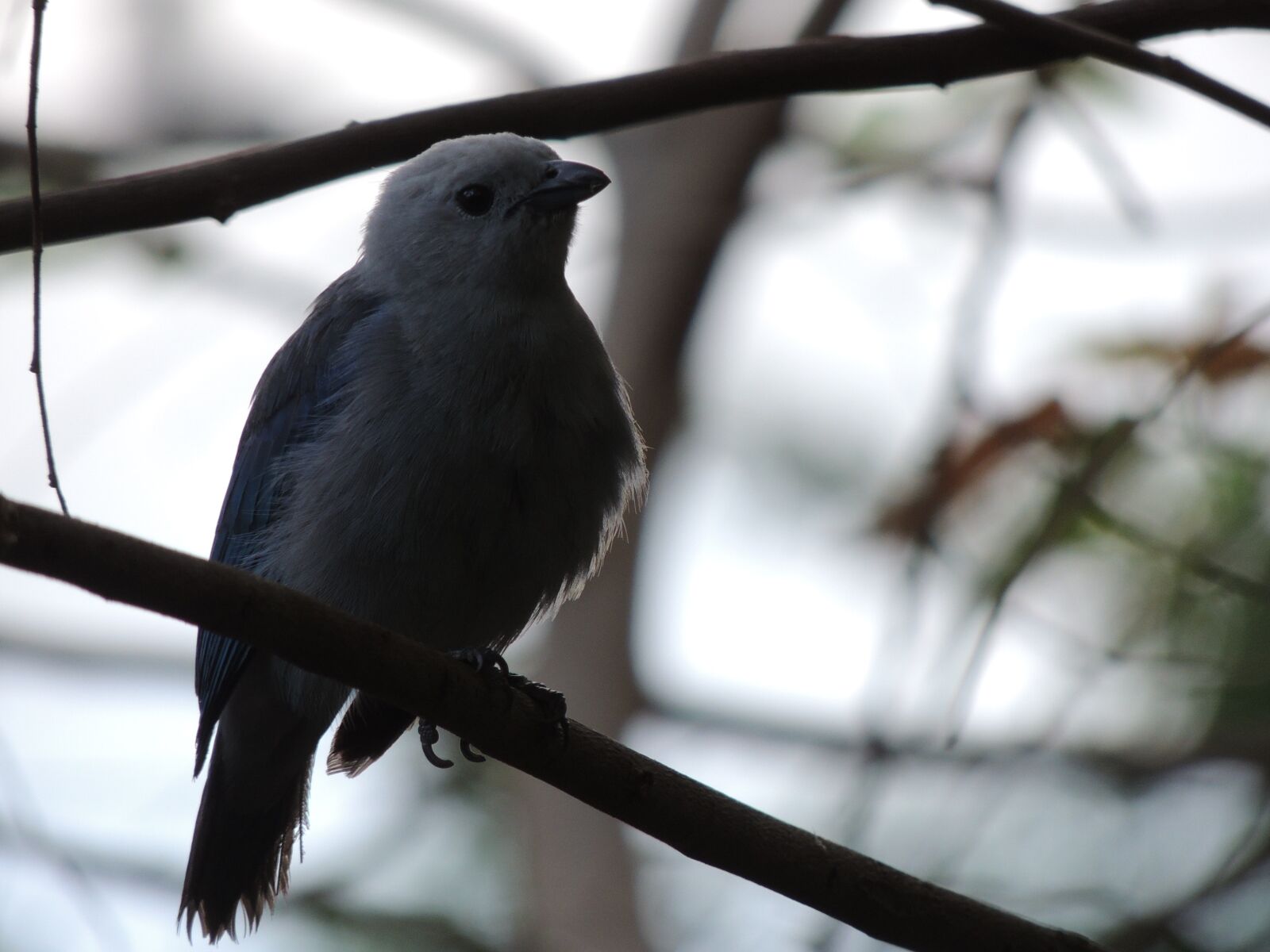 Nikon Coolpix P510 sample photo. Bird, blue, ave photography