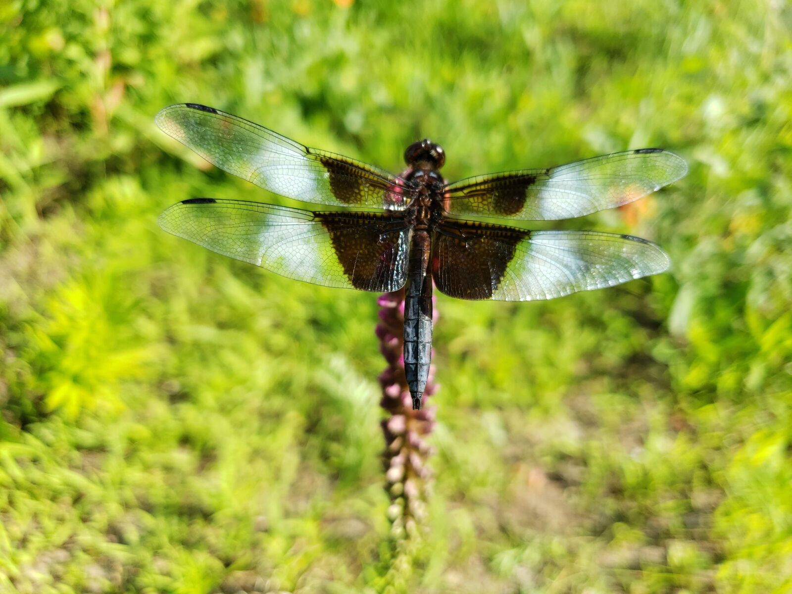 Samsung Galaxy S9 sample photo. Widow skimmer, dragonfly, black photography