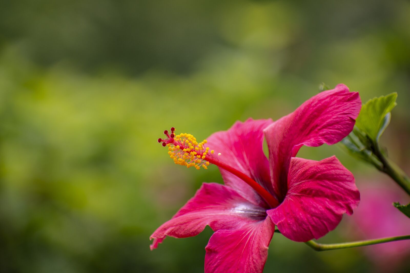 Nikon D600 sample photo. Nature, flower, bella photography