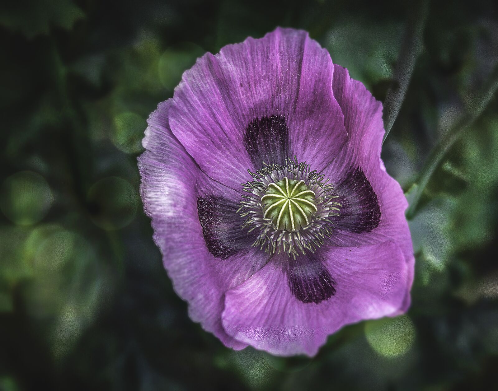 Canon EOS 500D (EOS Rebel T1i / EOS Kiss X3) sample photo. Poppy, oriental, opium photography