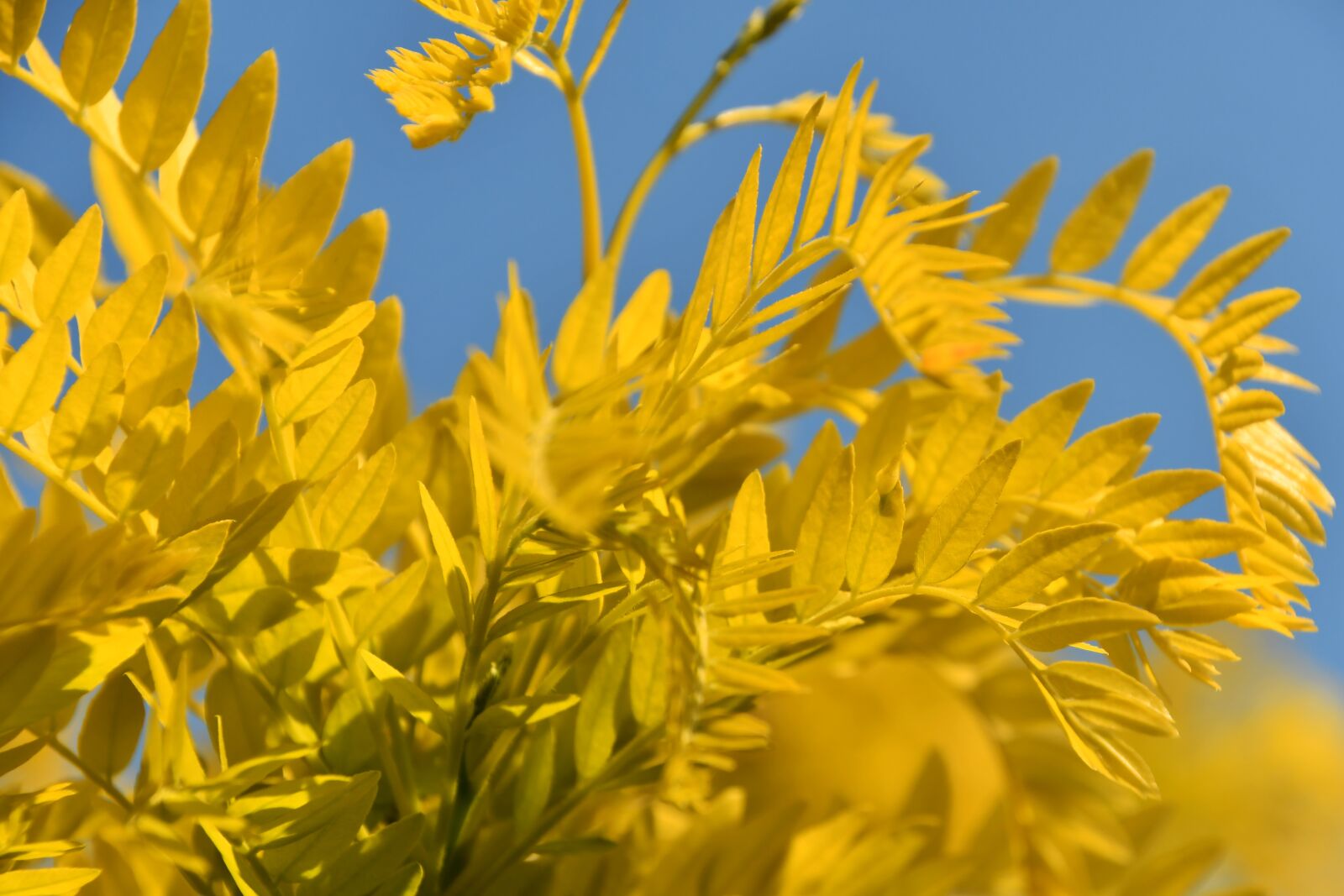 Nikon D7500 sample photo. Aranyakác, yellow, acacia photography